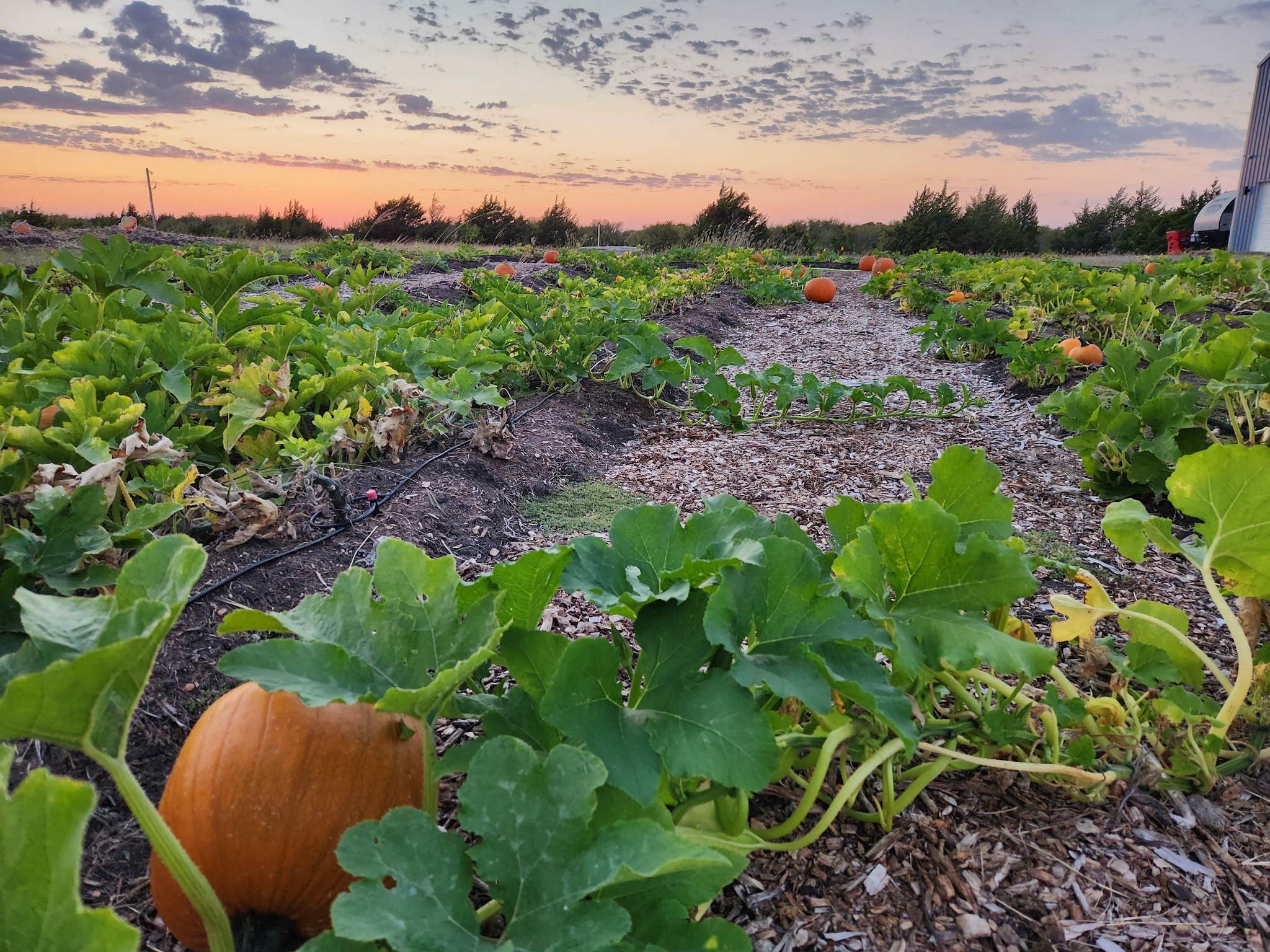 Camper-submitted photo at Grayson Farms Camping and Events near Bonham, TX