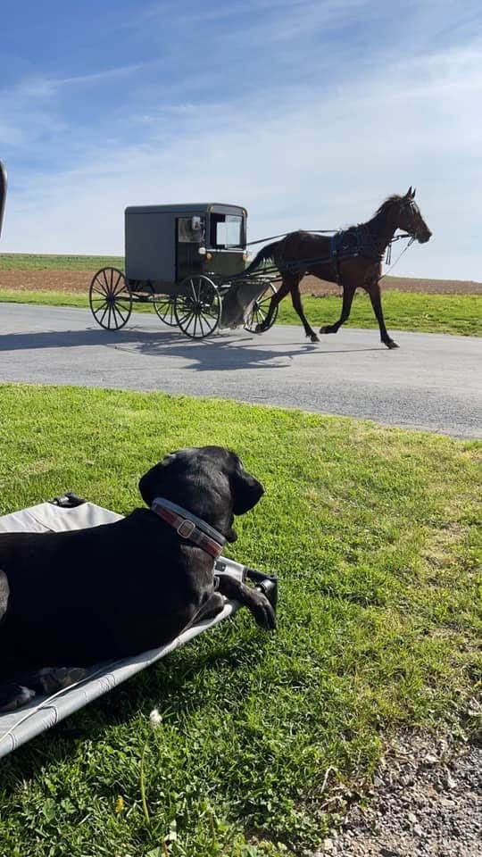 Beacon Hill Camping C.'s photo of camping with pets at Beacon Hill Camping near Parkesburg, PA
