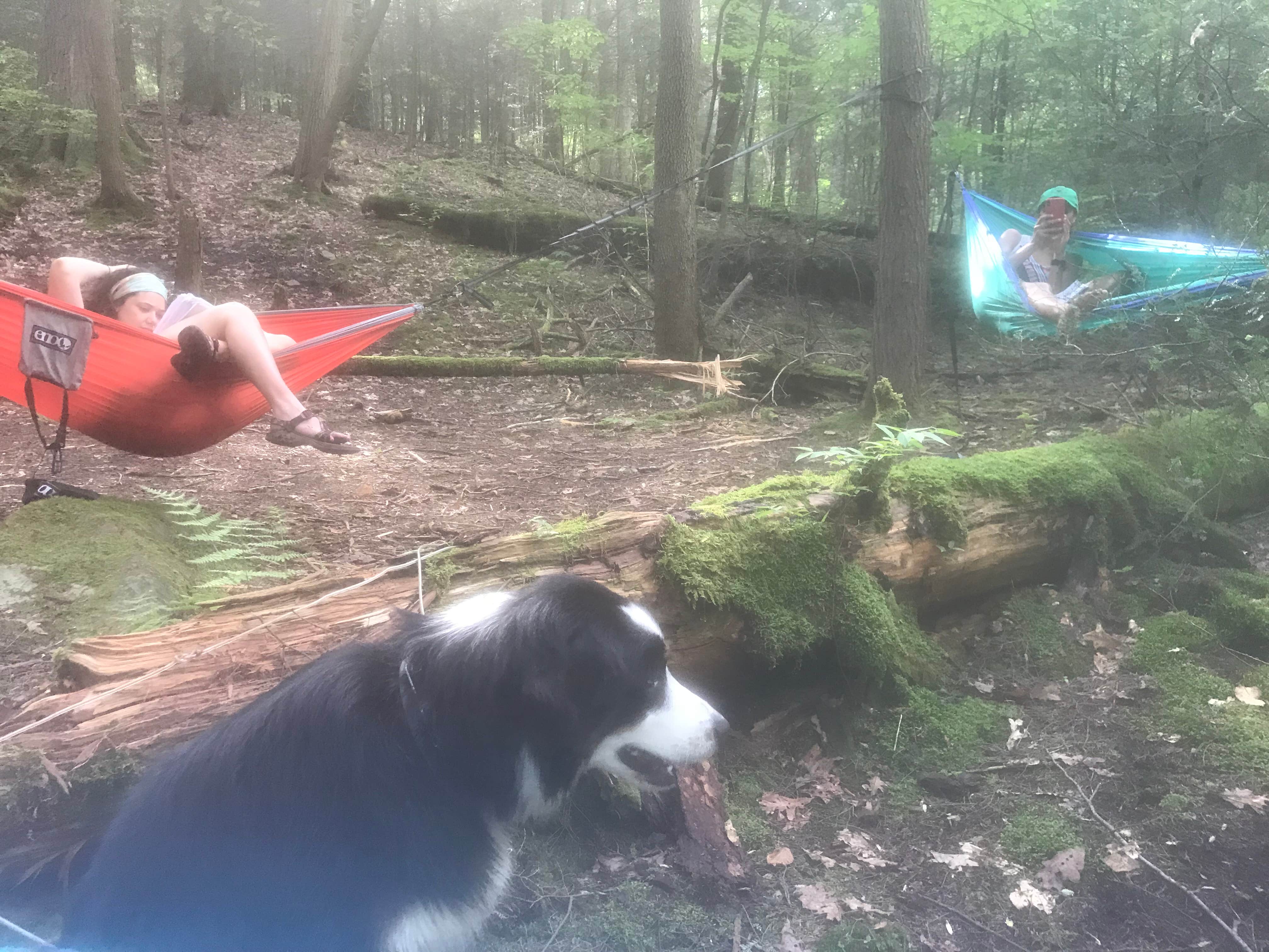 Olivia M.'s photo of camping with pets at Coopers Rock State Forest- McCollum Campground near Wind Ridge, PA