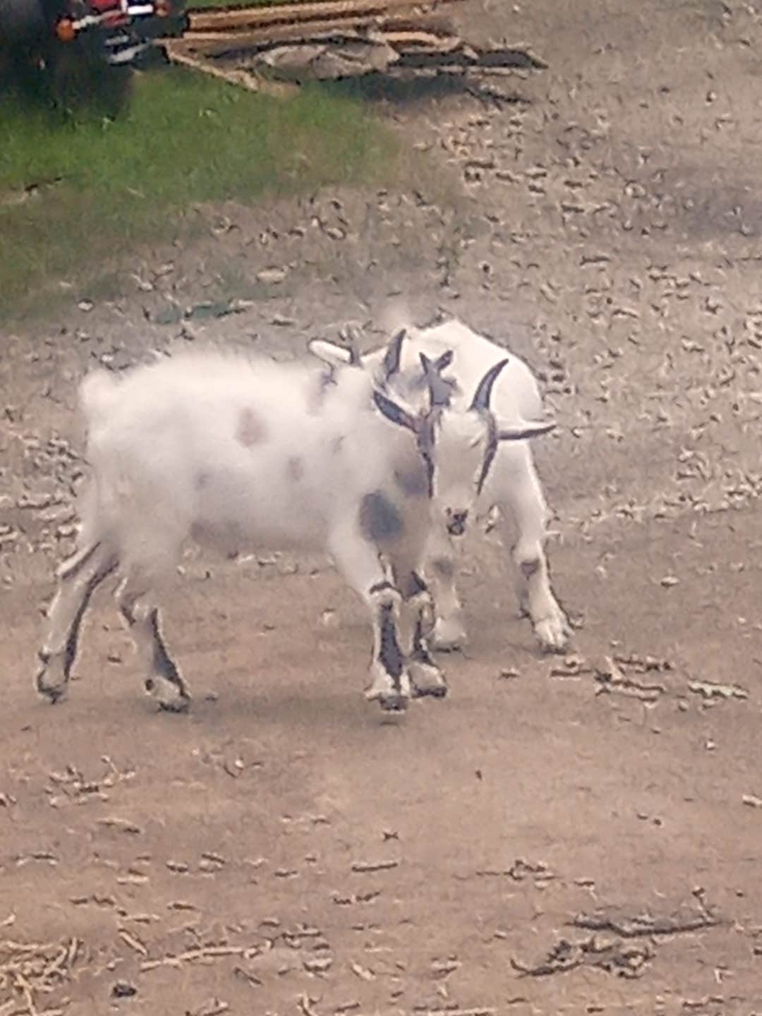 Camper submitted image from Stoney Goat homestead - 1