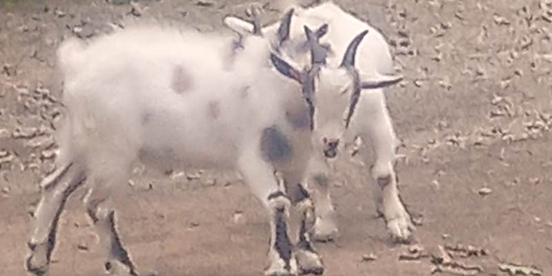 Camper submitted image from Stoney Goat homestead