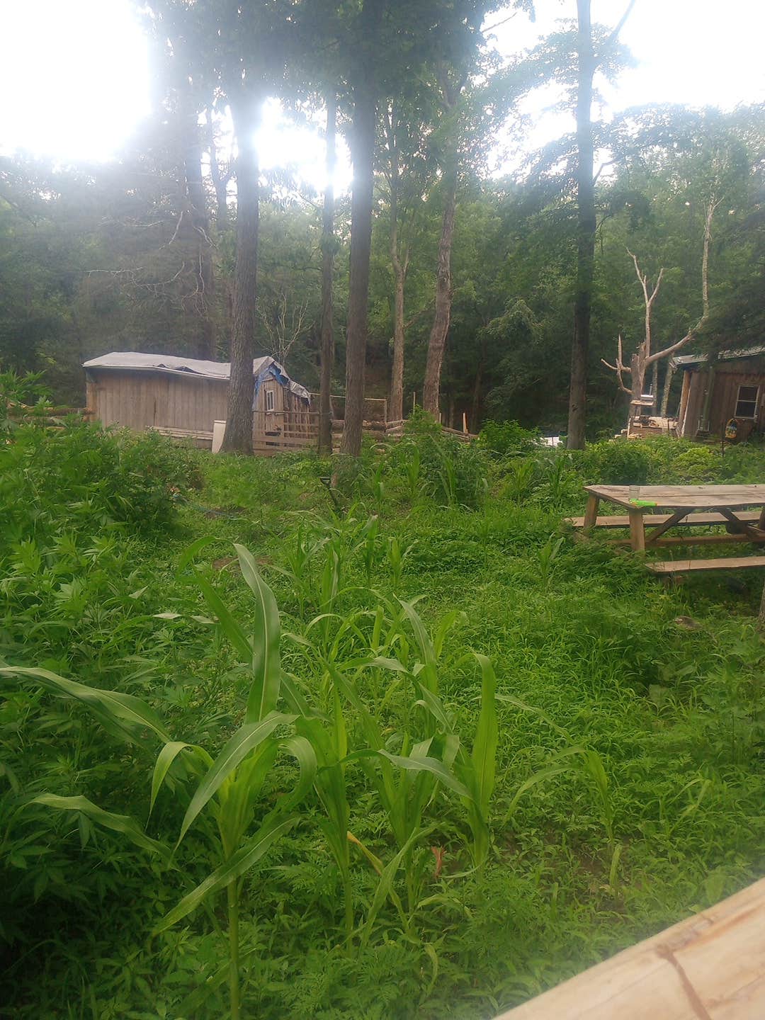 Camper submitted image from Stoney Goat homestead - 2