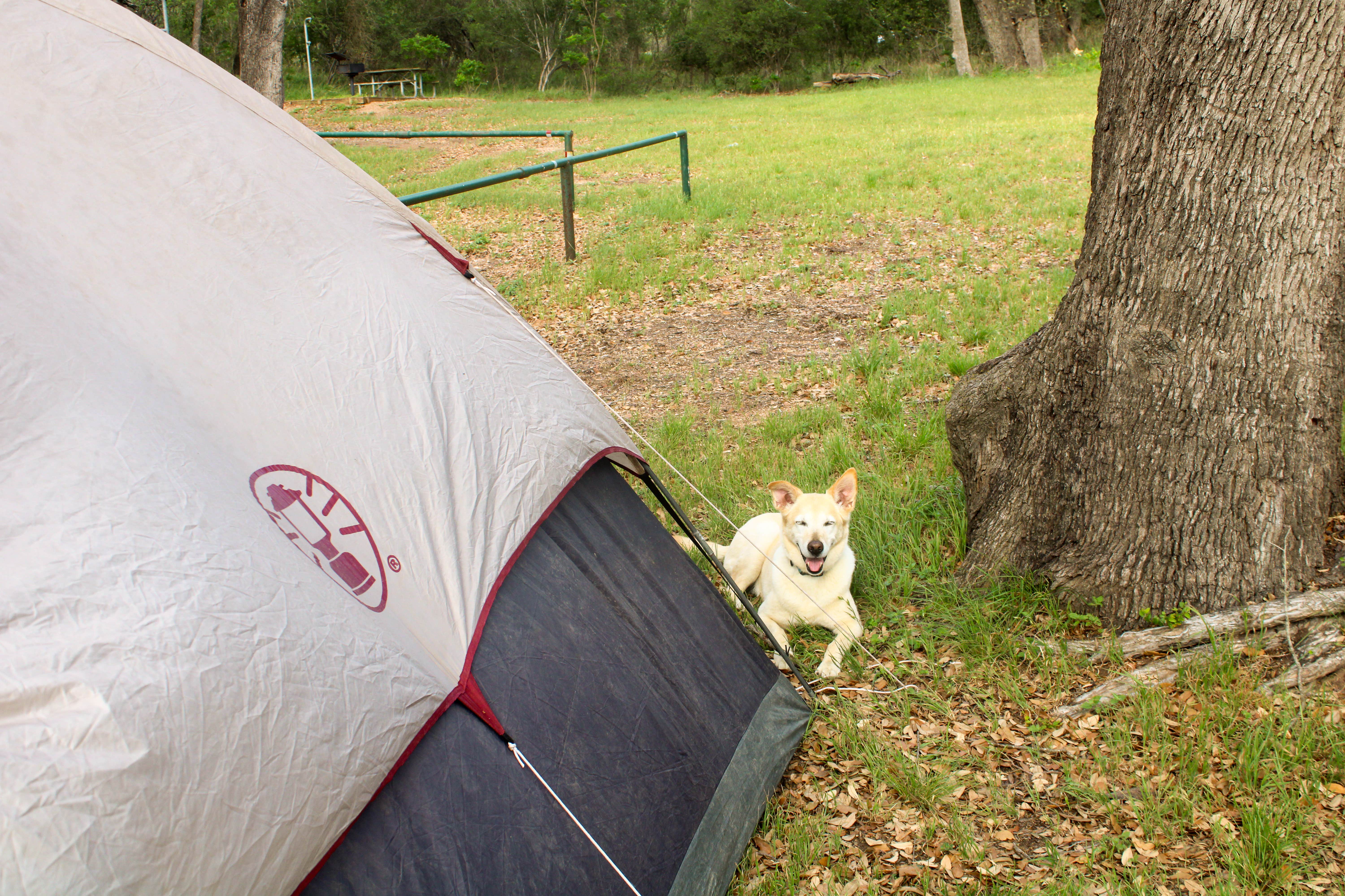 Camping near Grelle - Lake Travis: Turkey Bend, Spicewood, Texas