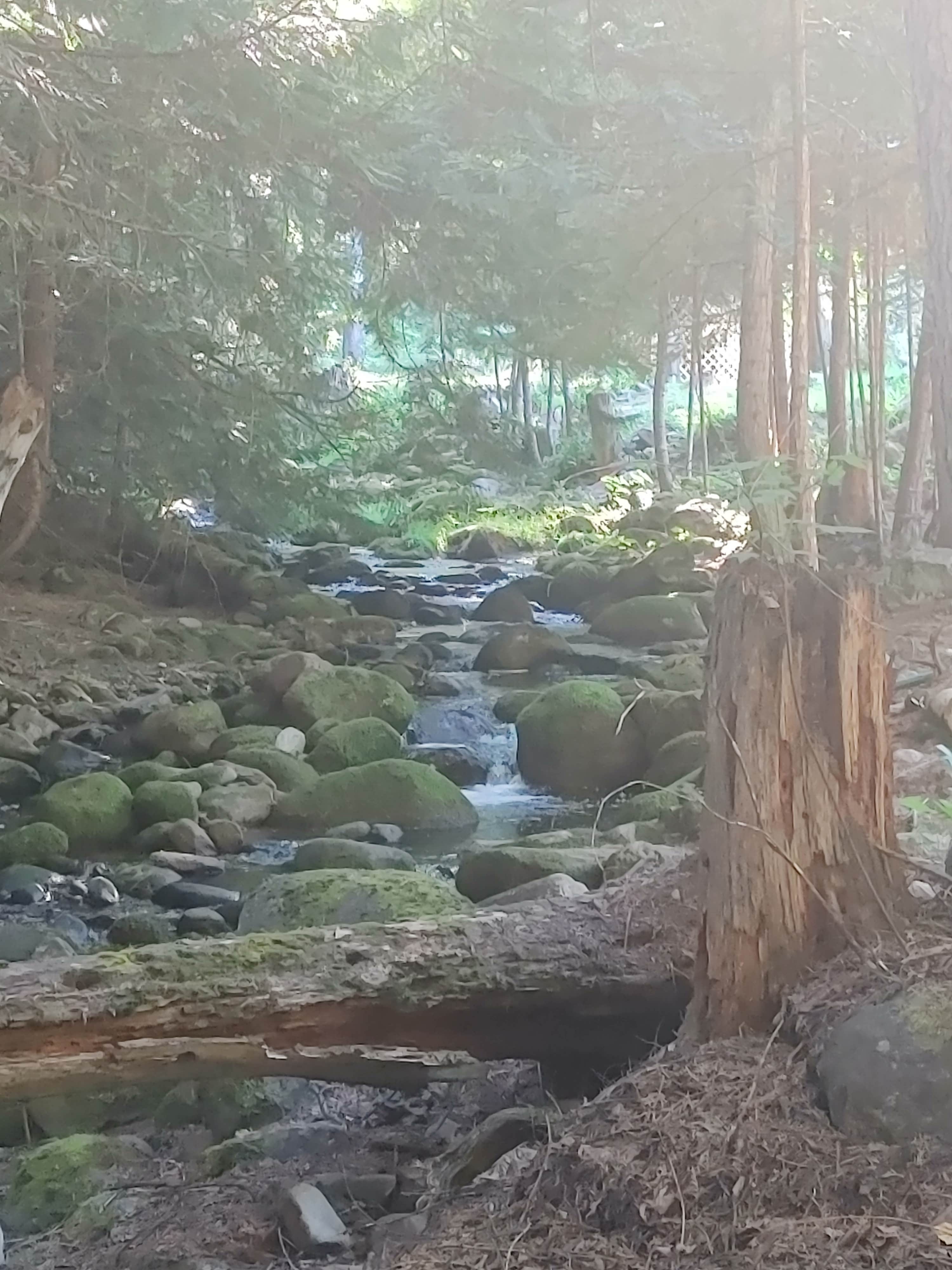 Camper-submitted photo at Trout Creek Base Camp near Bonners Ferry, ID