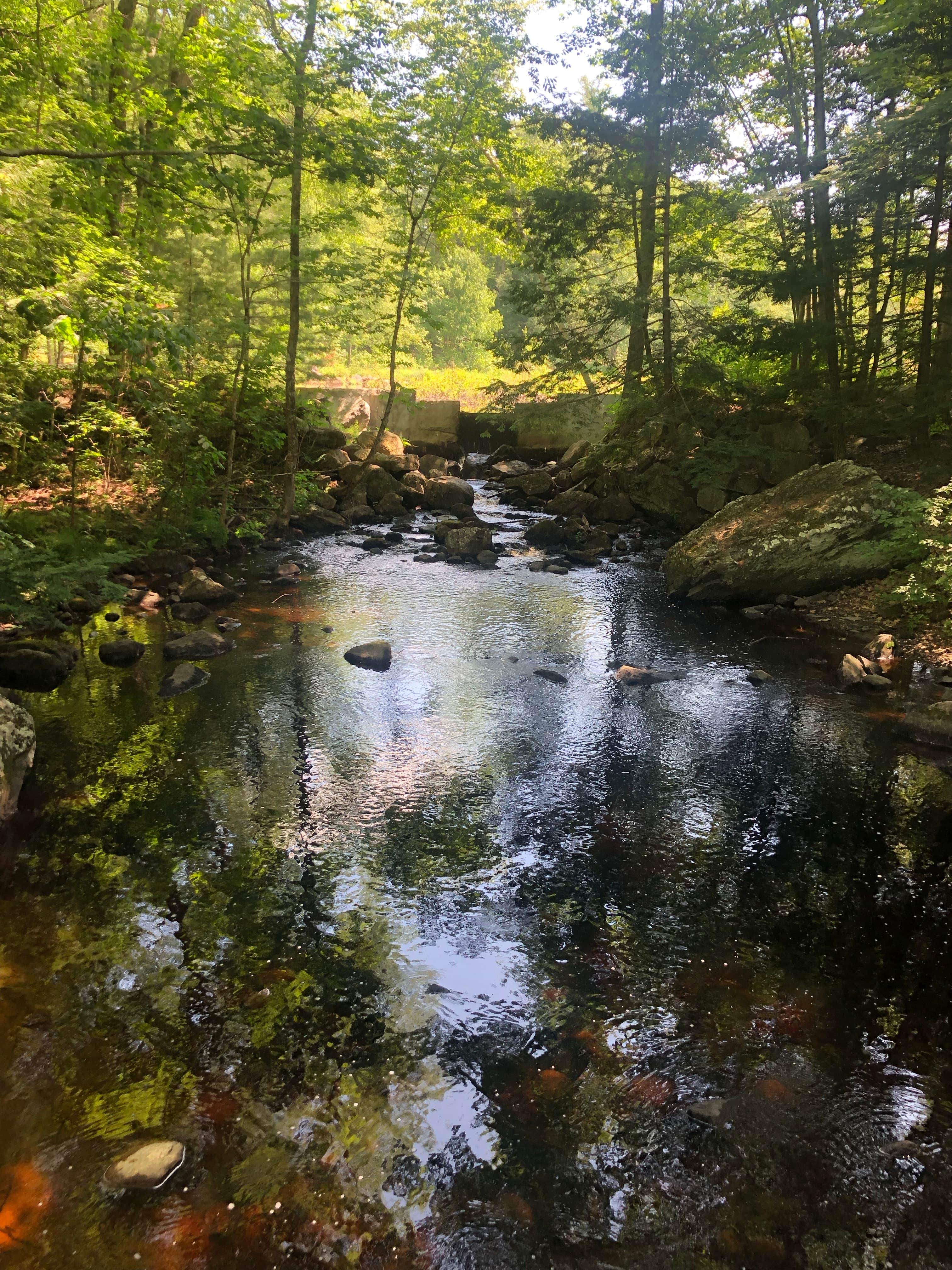 Camper submitted image from Beaver Brook Campground - 3