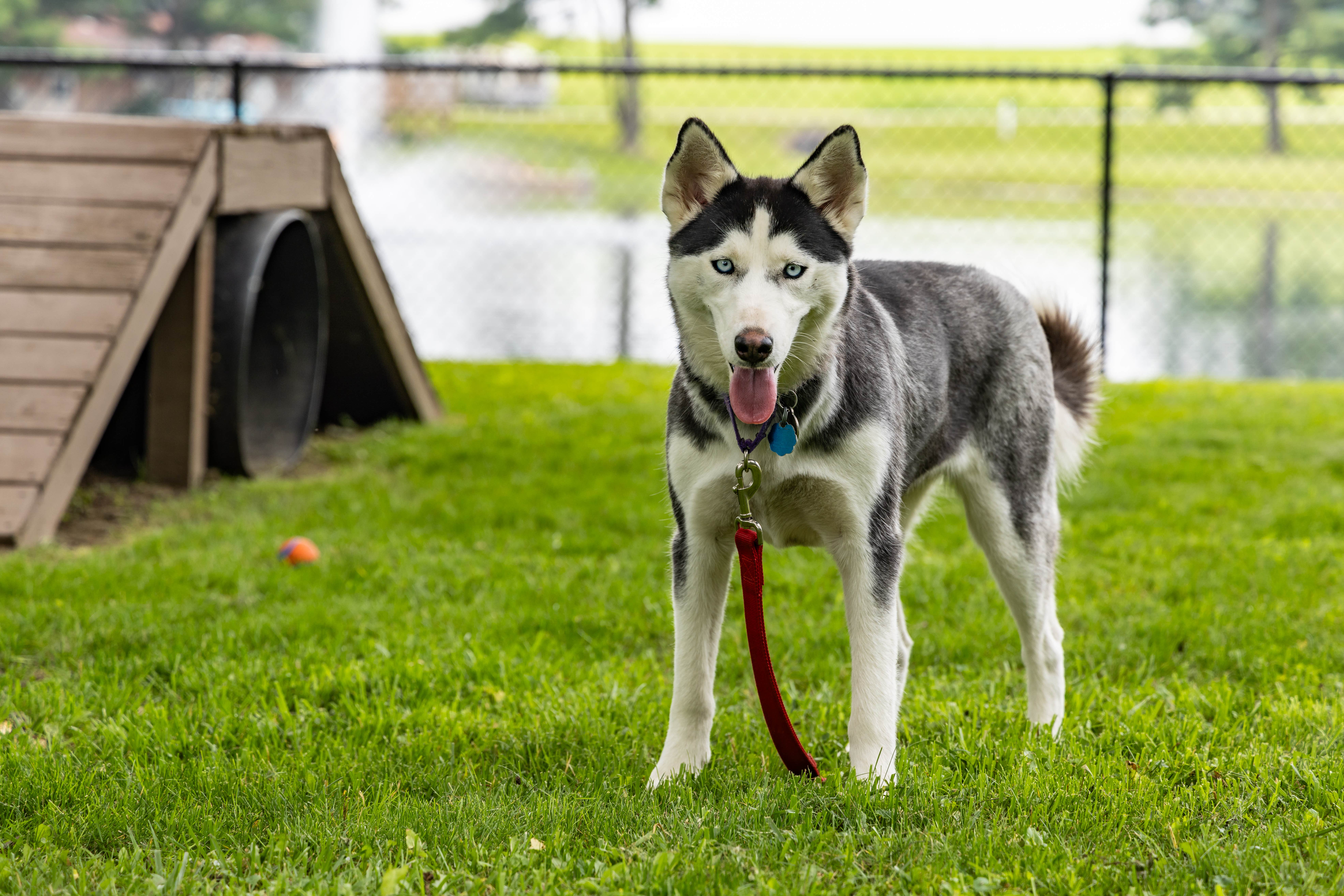 Max F.'s photo of camping with pets at Lake Wapusun RV Resort near Coshocton, OH