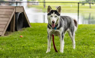 Max F.'s photo of camping with pets at Lake Wapusun RV Resort near Greenwich, OH