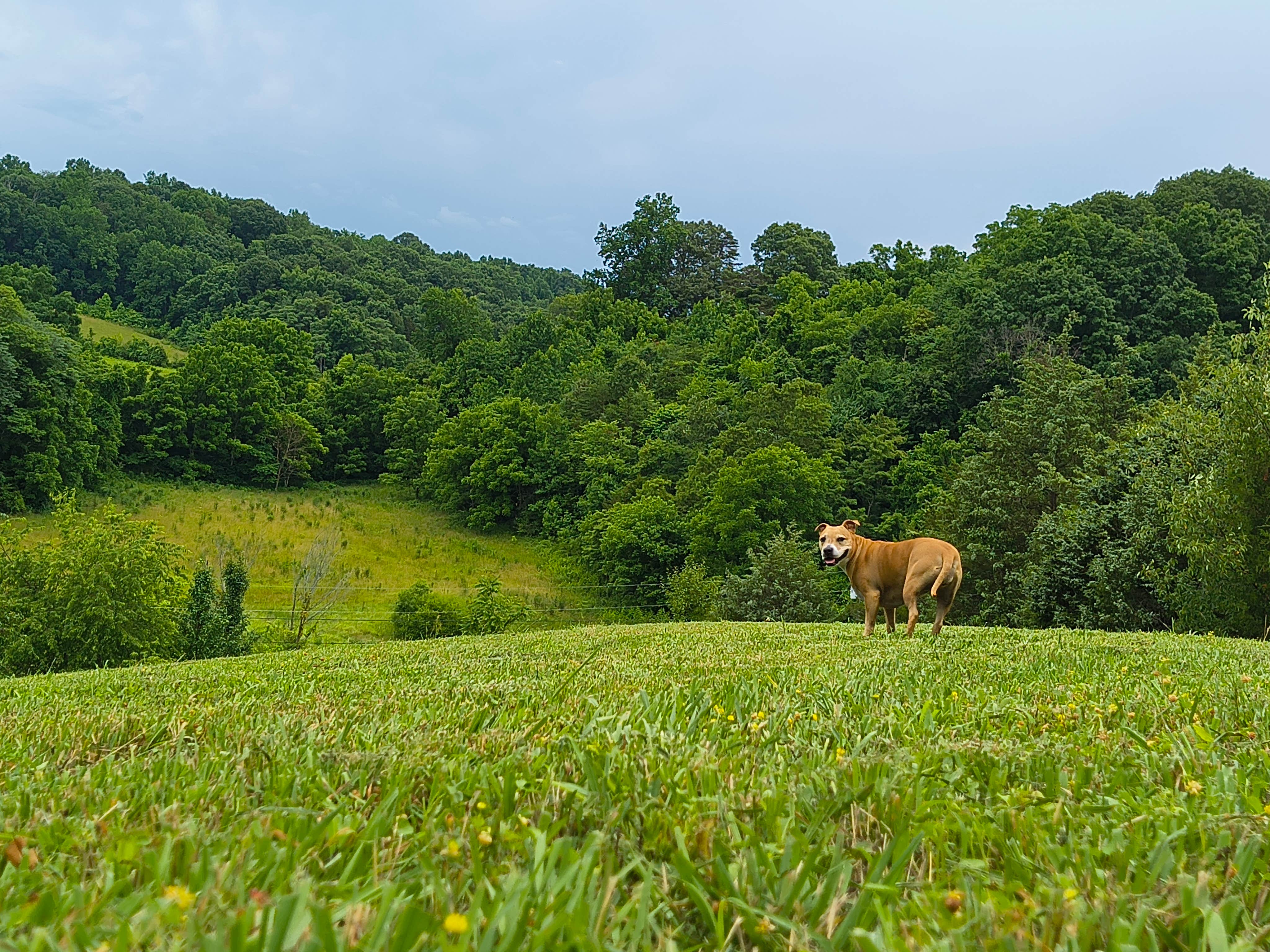 Greg B.'s photo of camping with pets at Sunny Hills Farm & Camp near Kingsport, TN
