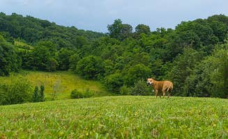 Greg B.'s photo of camping with pets at Sunny Hills Farm & Camp near Cherokee National Forest