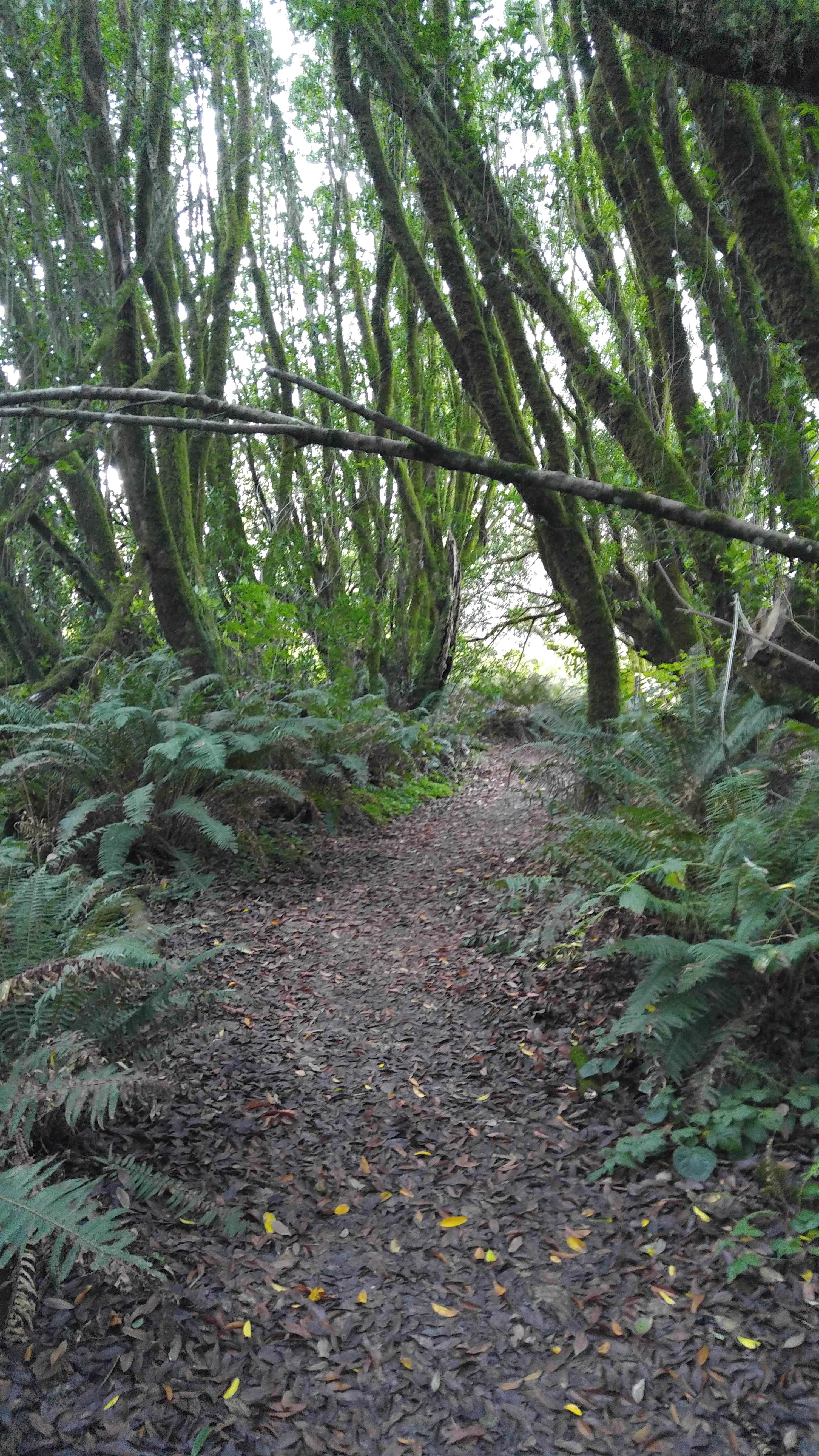 Camper submitted image from Gualala Point Regional Park - 3