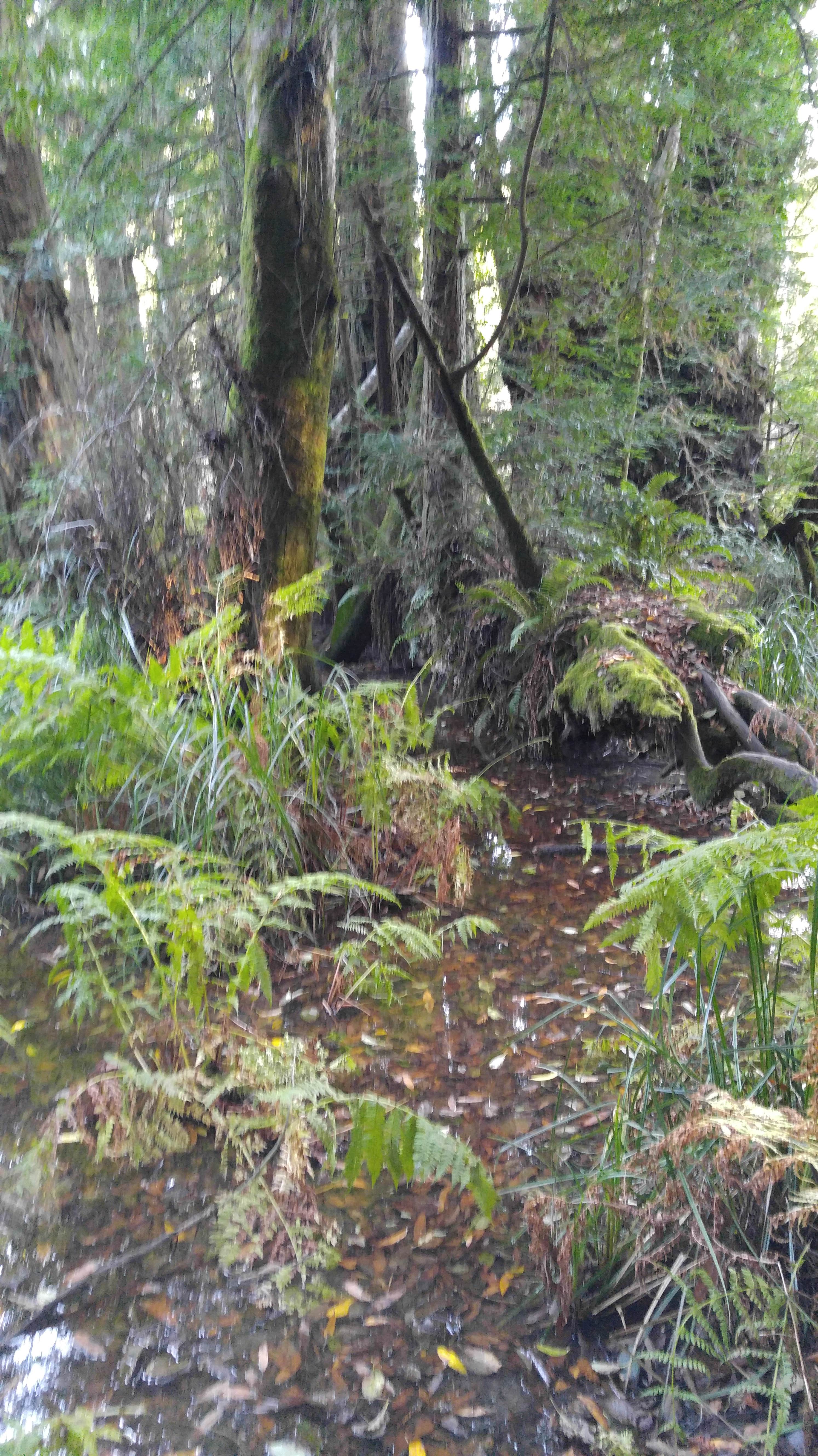 Camper submitted image from Gualala Point Regional Park - 3