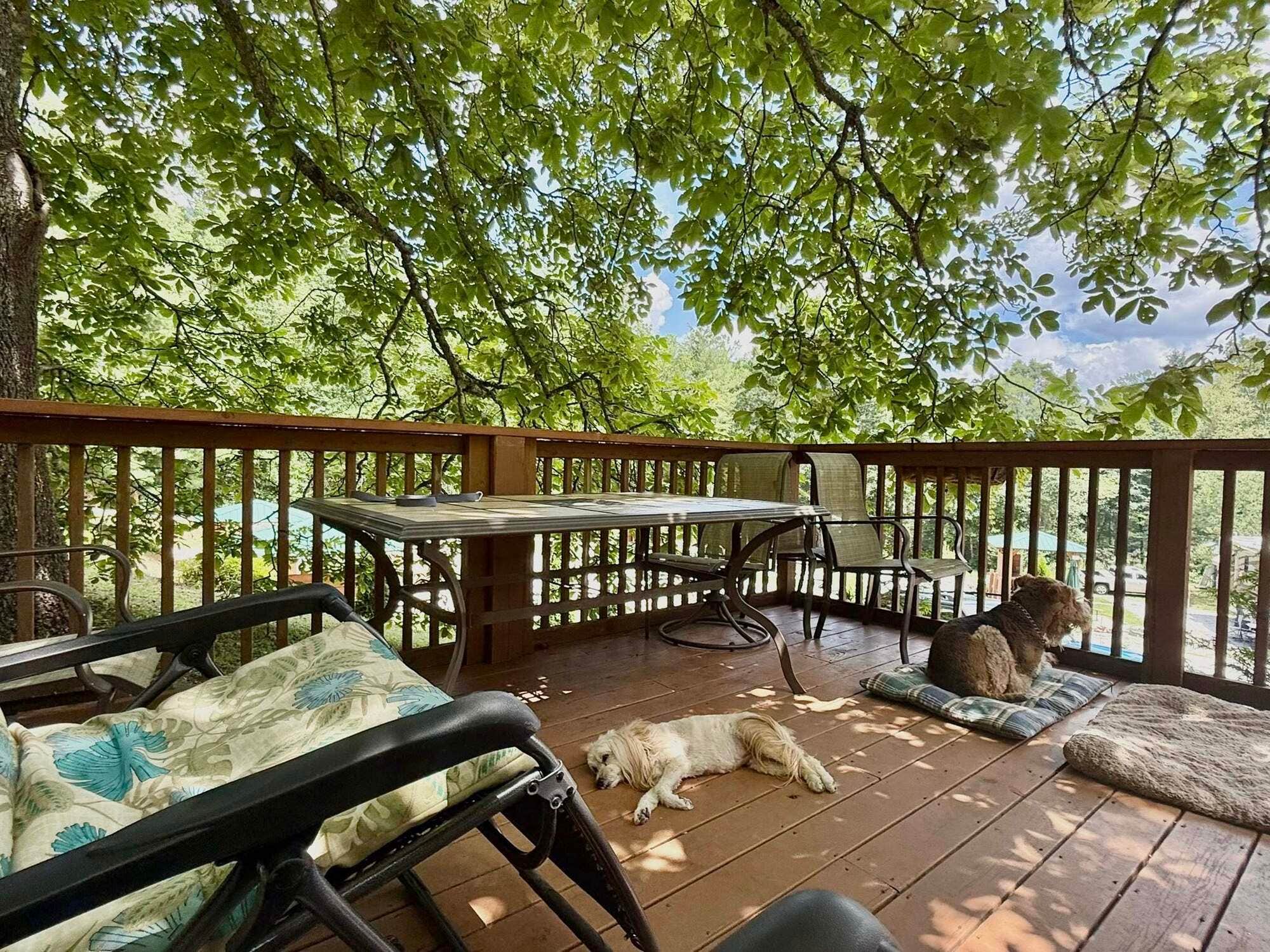 The Dyrt's photo of camping with pets at Deer Springs RV Park near Otto, NC