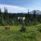 Review photo of Cougar Rock Campground — Mount Rainier National Park by Zane G., July 31, 2019