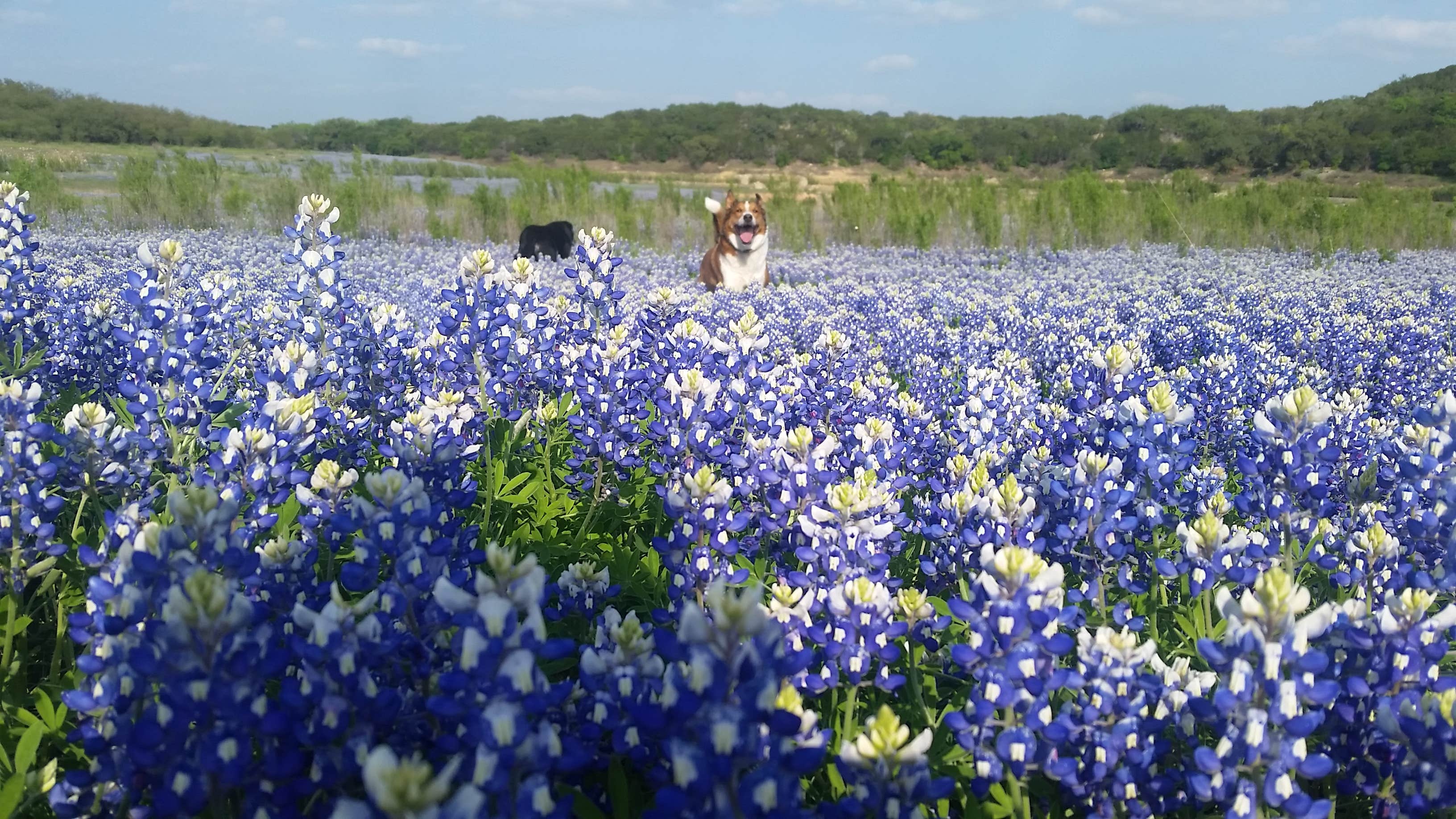 Camper submitted image from Muleshoe Bend Recreation Area - 2