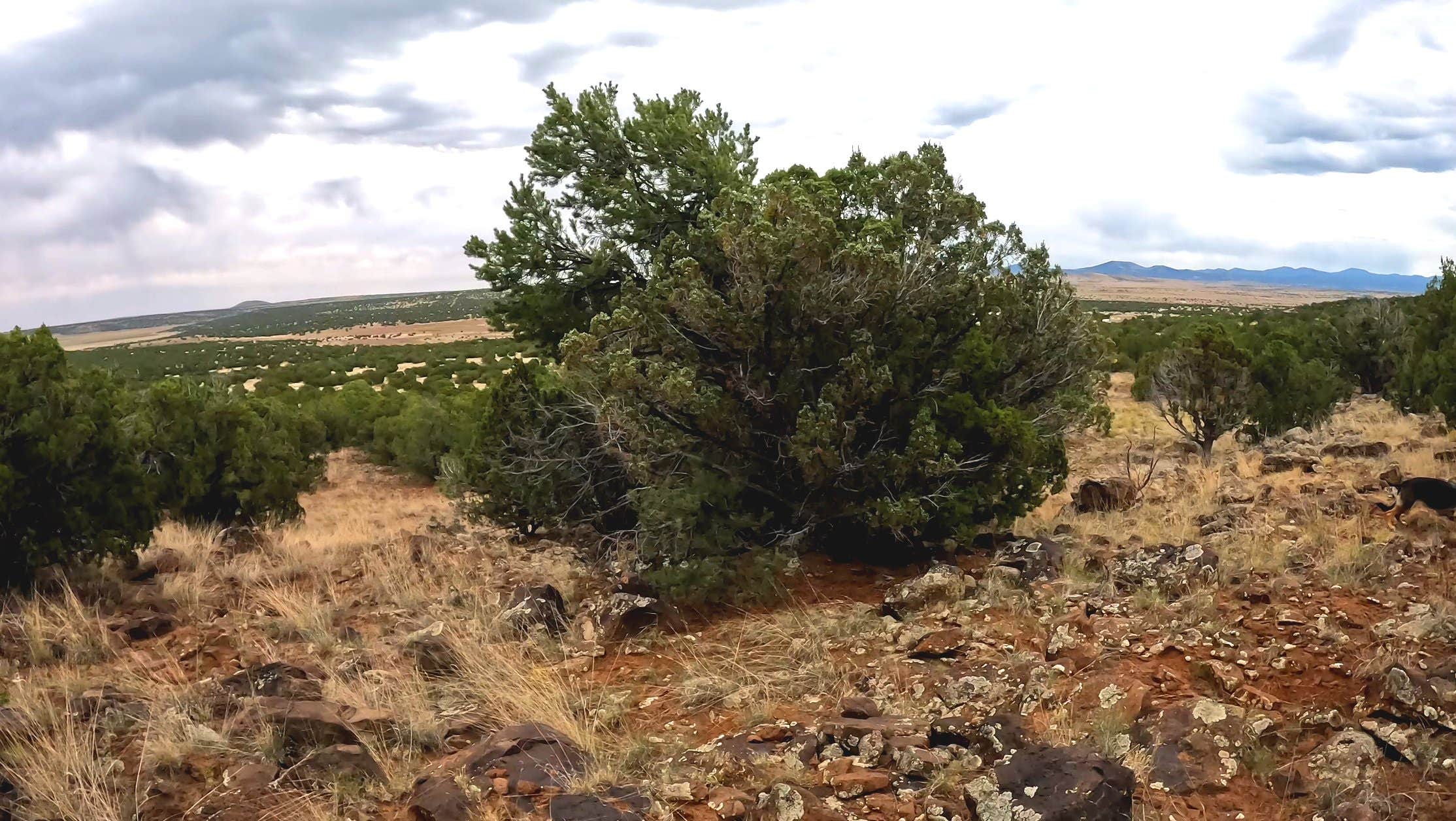 Camper-submitted photo at Ridge Valley Ranch near St. Johns, AZ