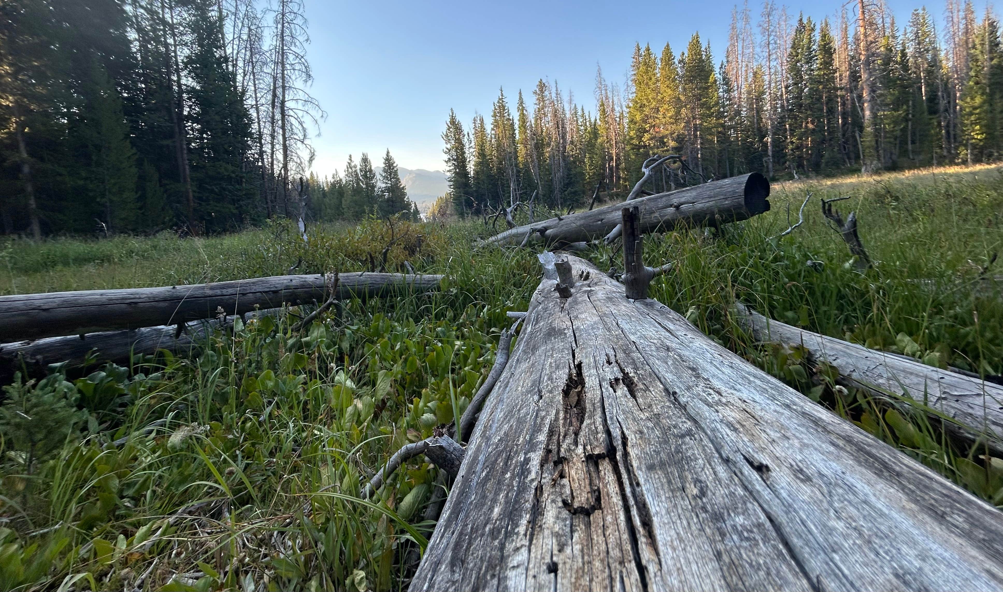 Camper-submitted photo at Camp Chandler Dispersed near Granby, CO