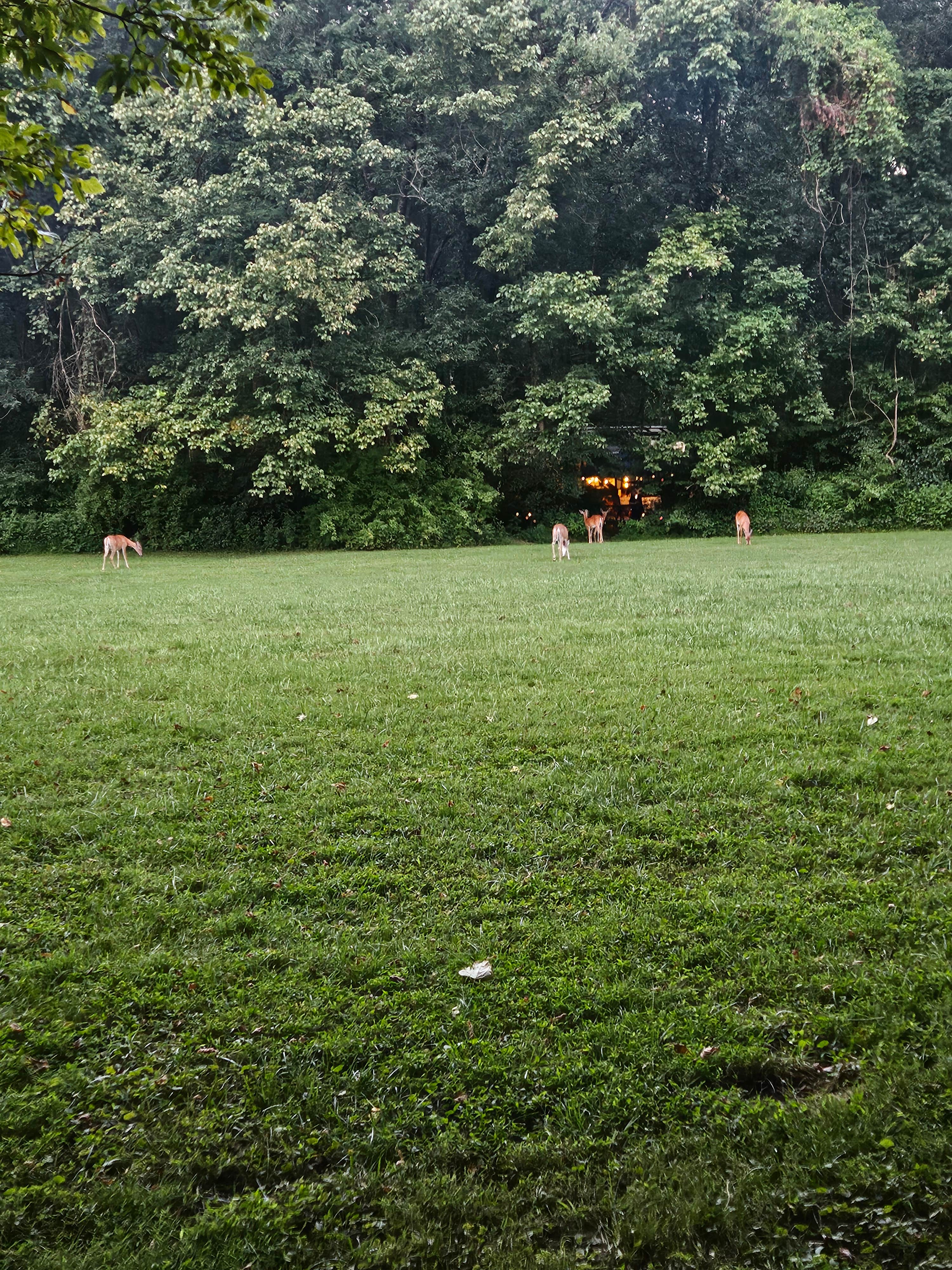 Tom B.'s photo of camping with pets at Kendall Campground near Byrdstown, TN