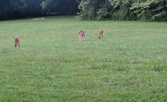 Tom B.'s photo of camping with pets at Kendall Campground near Lake Cumberland