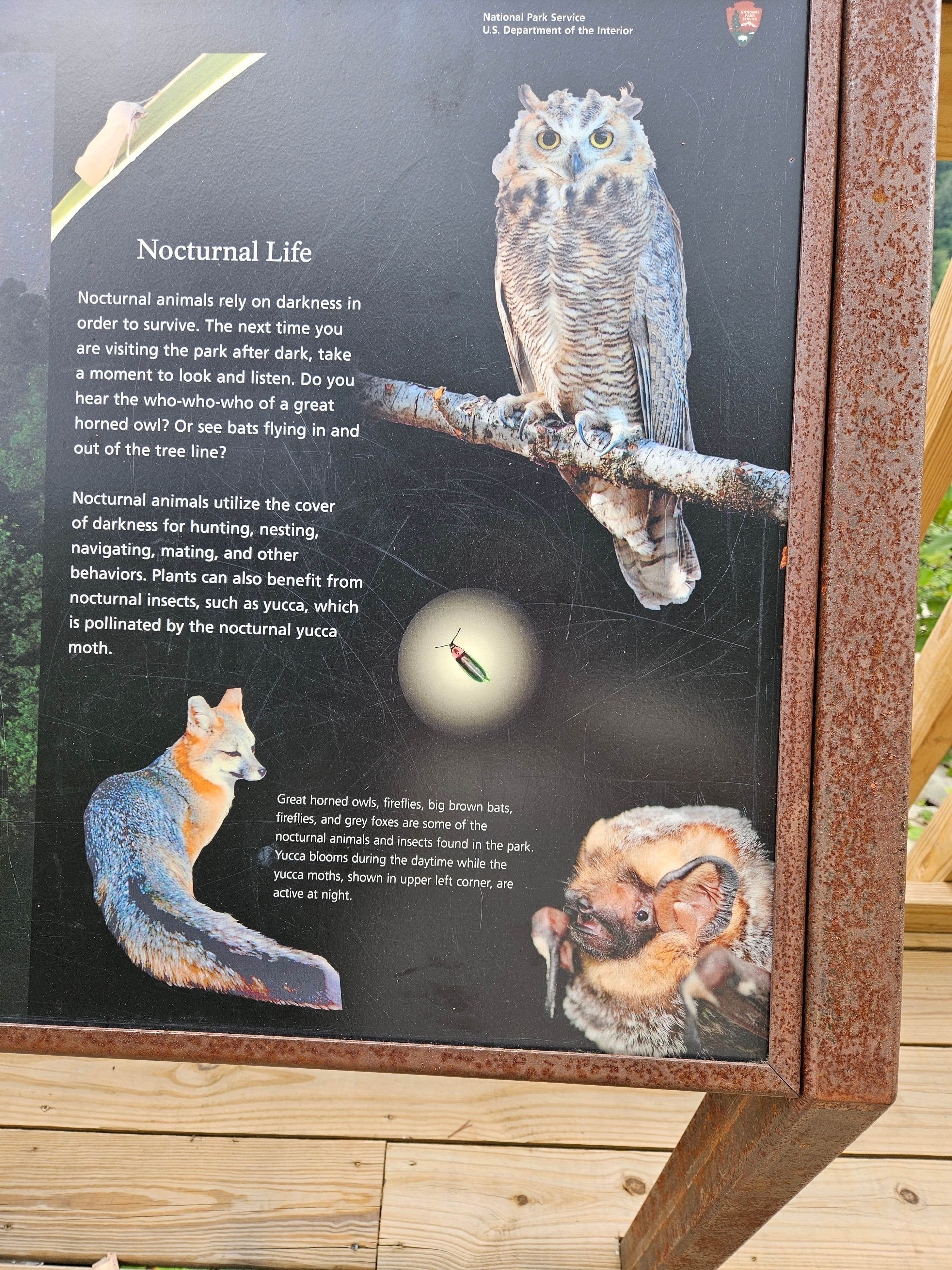 Tom B.'s photo of camping with pets at Blue Heron Campground — Big South Fork National River and Recreation Area near Strunk, KY