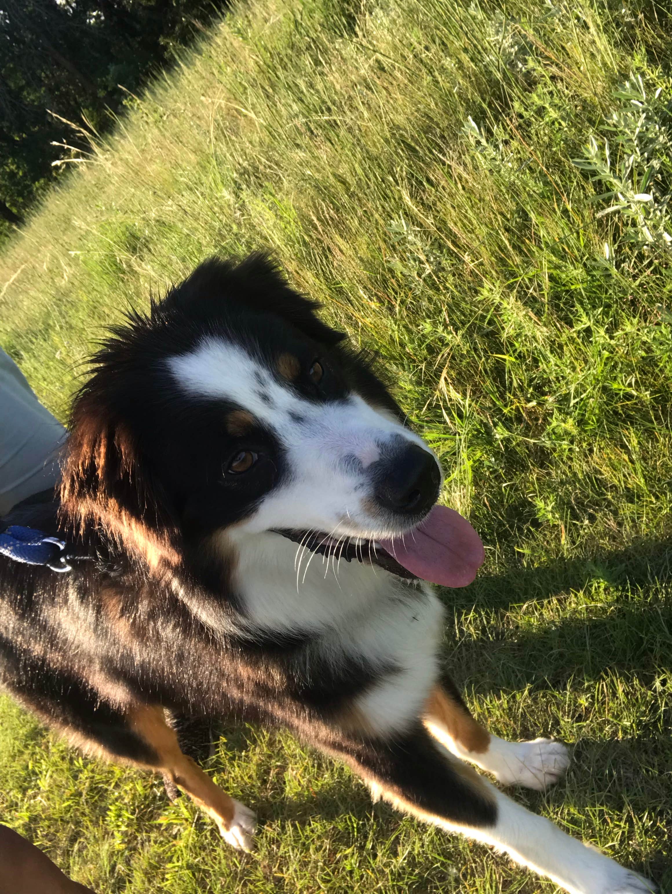 Olivia M.'s photo of camping with pets at Buffalo River State Park Campground near Glyndon, MN