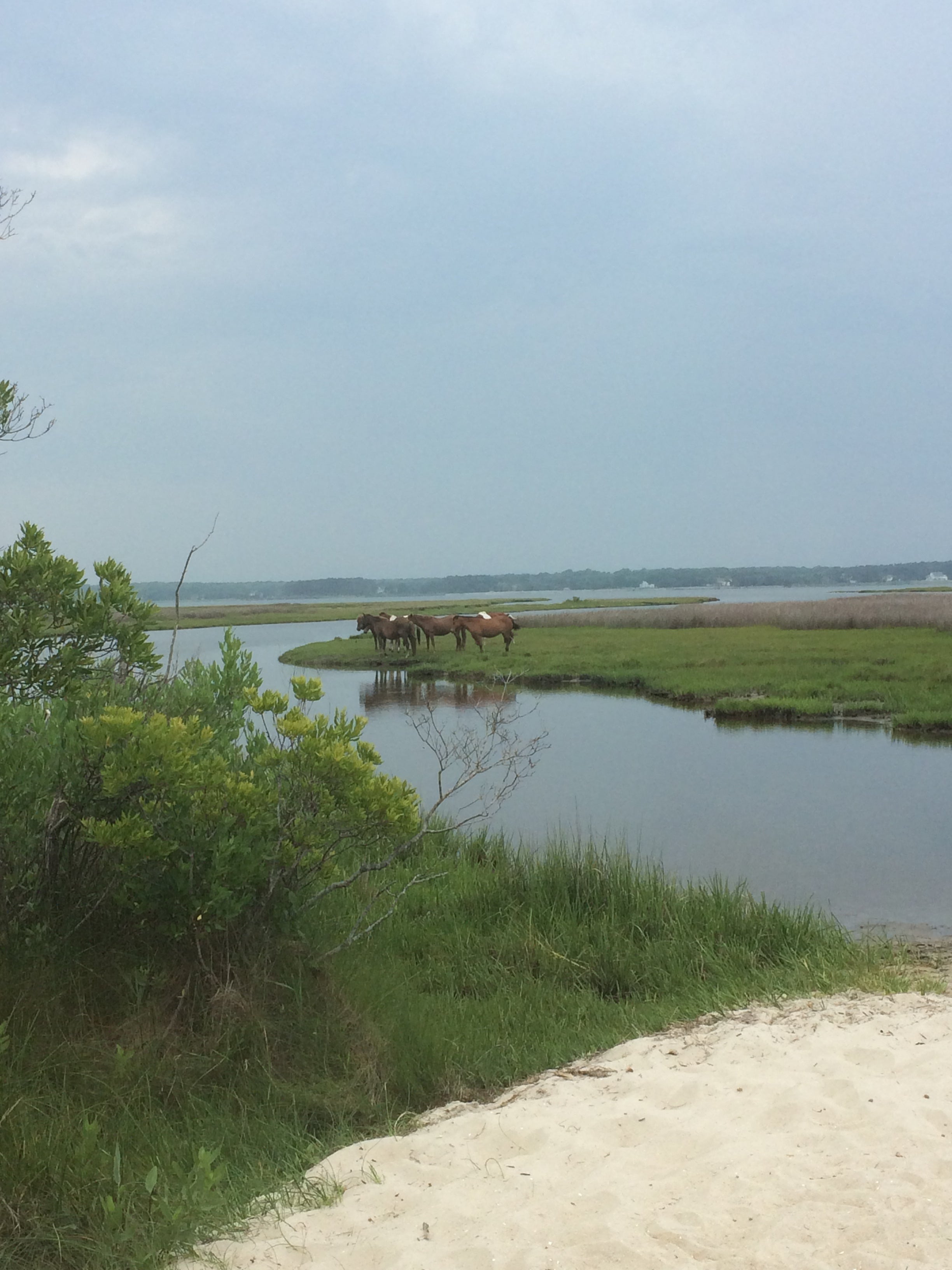 Camper submitted image from Assateague State Park Campground - 4