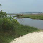 Review photo of Assateague State Park Campground by Sarah M., September 22, 2016