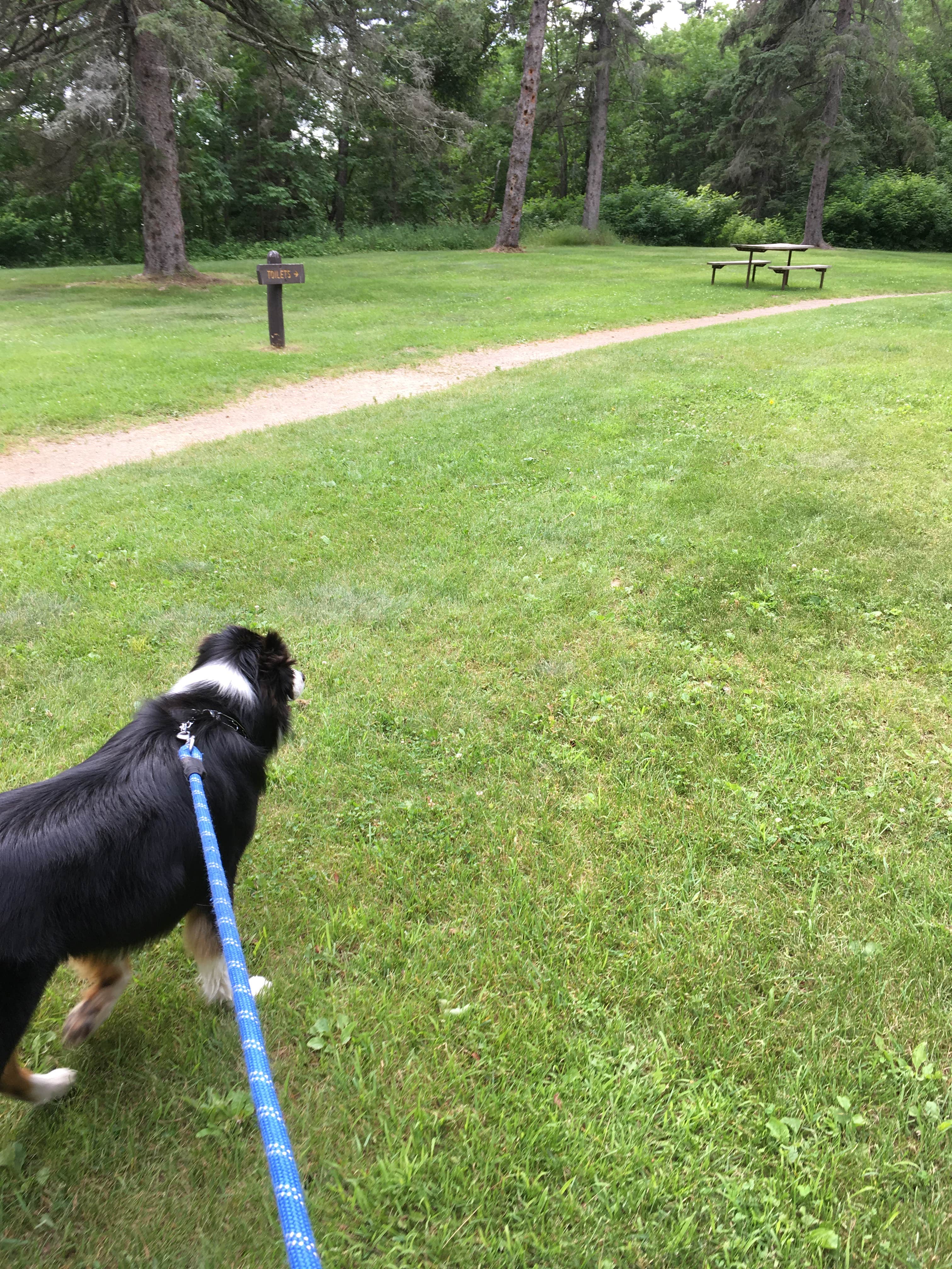 Olivia M.'s photo of camping with pets at Pine Ridge Campground — Itasca State Park near Shevlin, MN