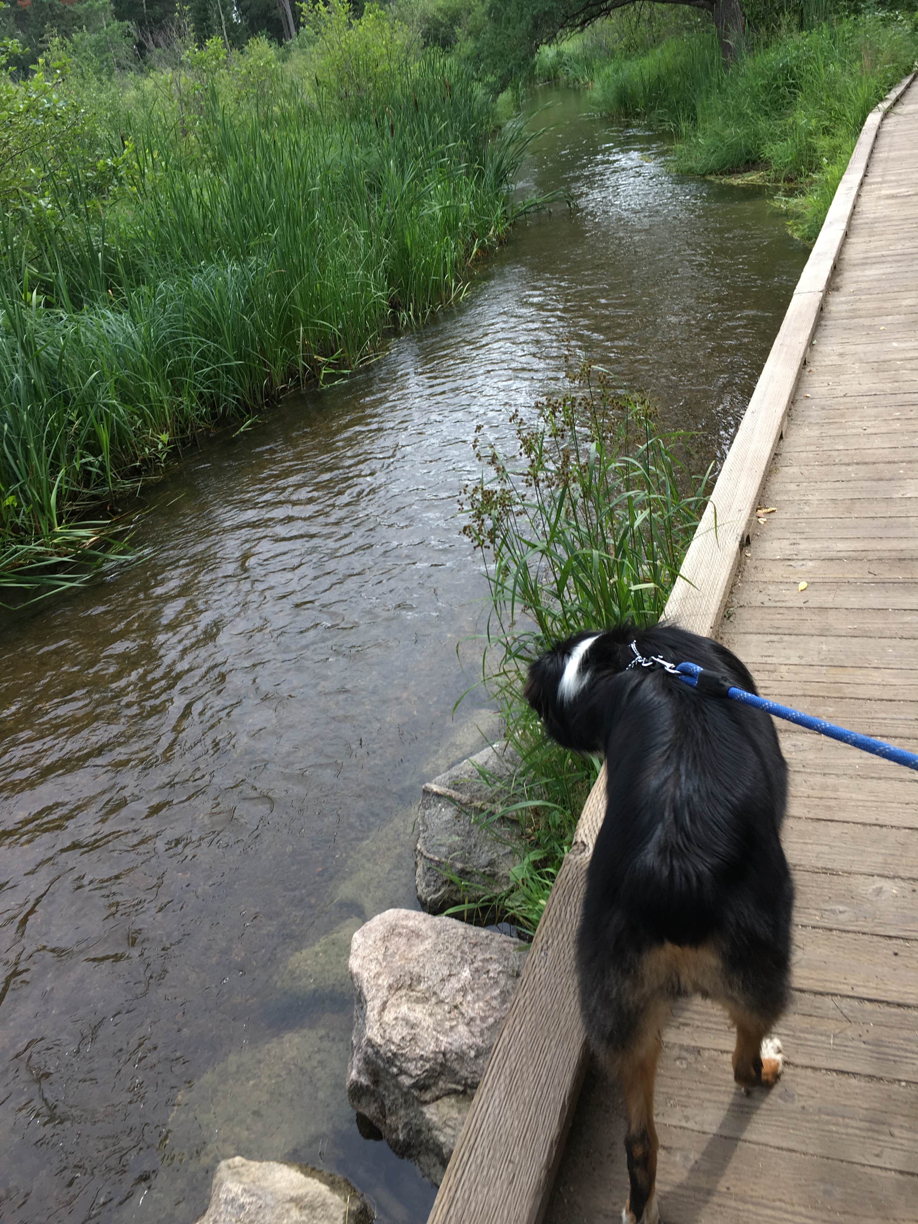 Olivia M.'s photo of camping with pets at Pine Ridge Campground — Itasca State Park near Park Rapids, MN