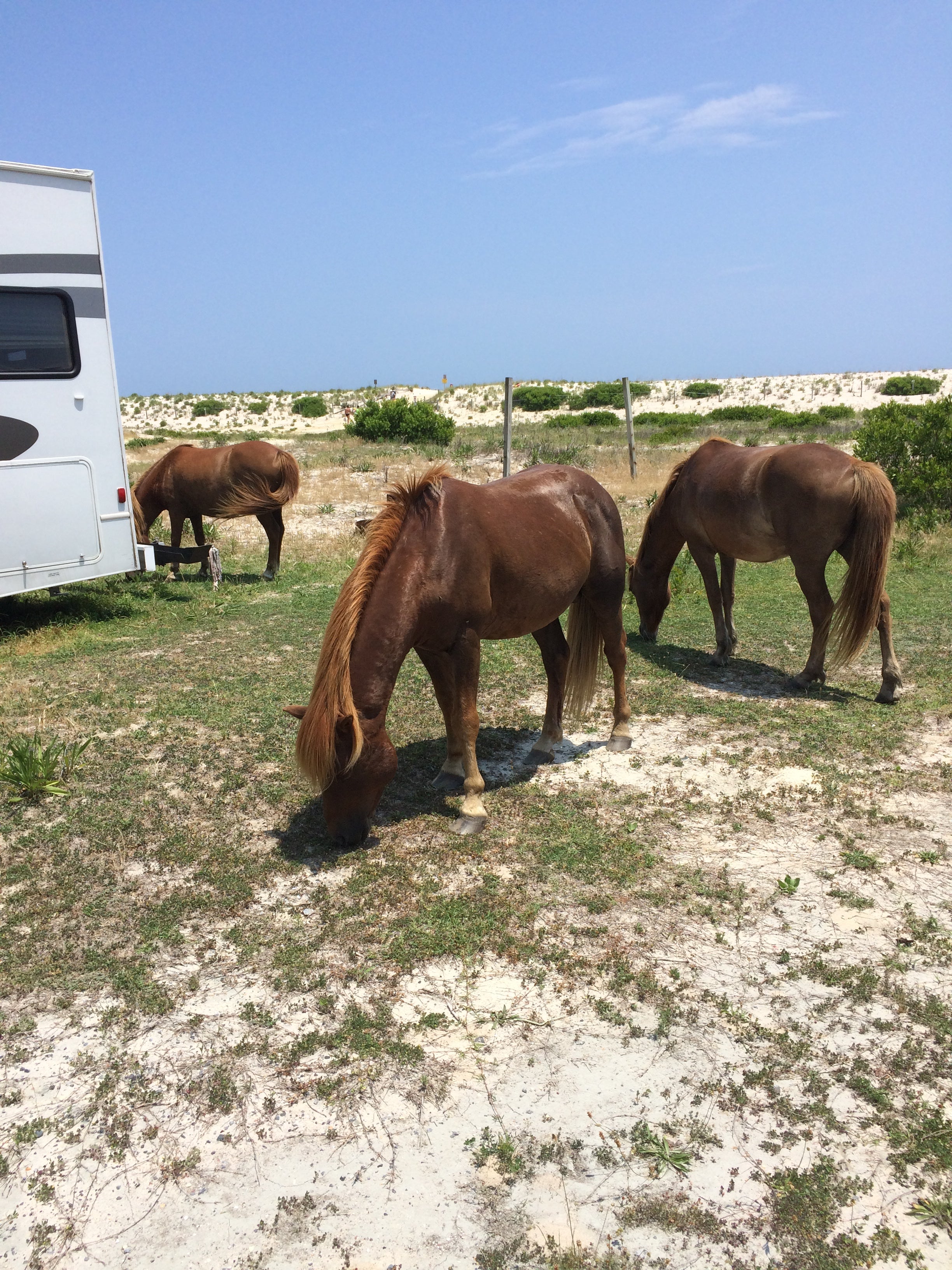 Camper submitted image from Assateague State Park Campground - 5