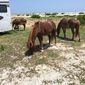 Review photo of Assateague State Park Campground by Sarah M., September 22, 2016