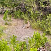 Review photo of Pinnacles Campground — Pinnacles National Park by Emily W., August 15, 2025