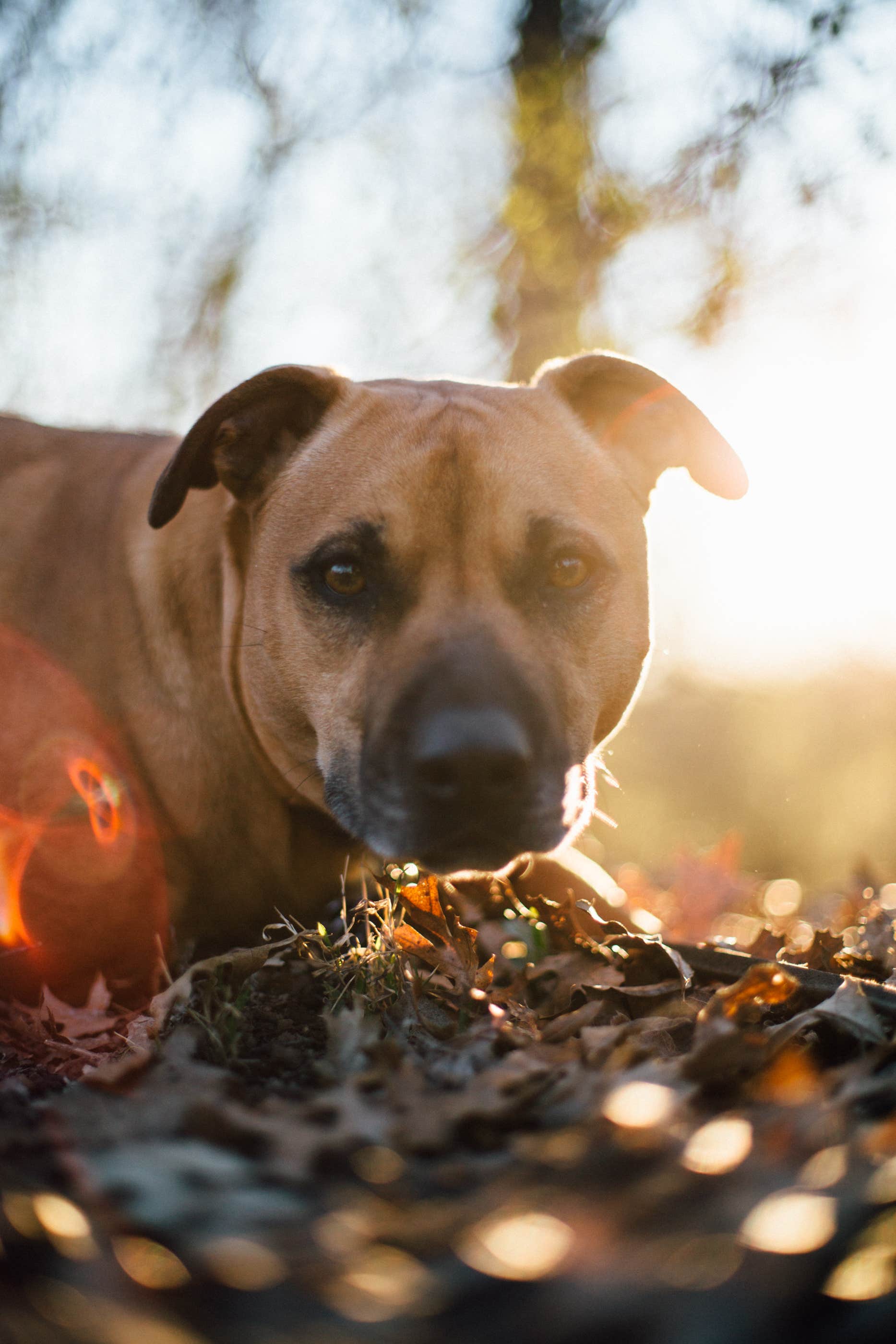 Chris B.'s photo of camping with pets at Yellowstone Lake State Park Campground near Oregon, WI