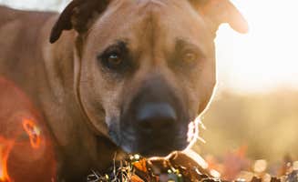 Chris B.'s photo of camping with pets at Yellowstone Lake State Park Campground near Oregon, WI