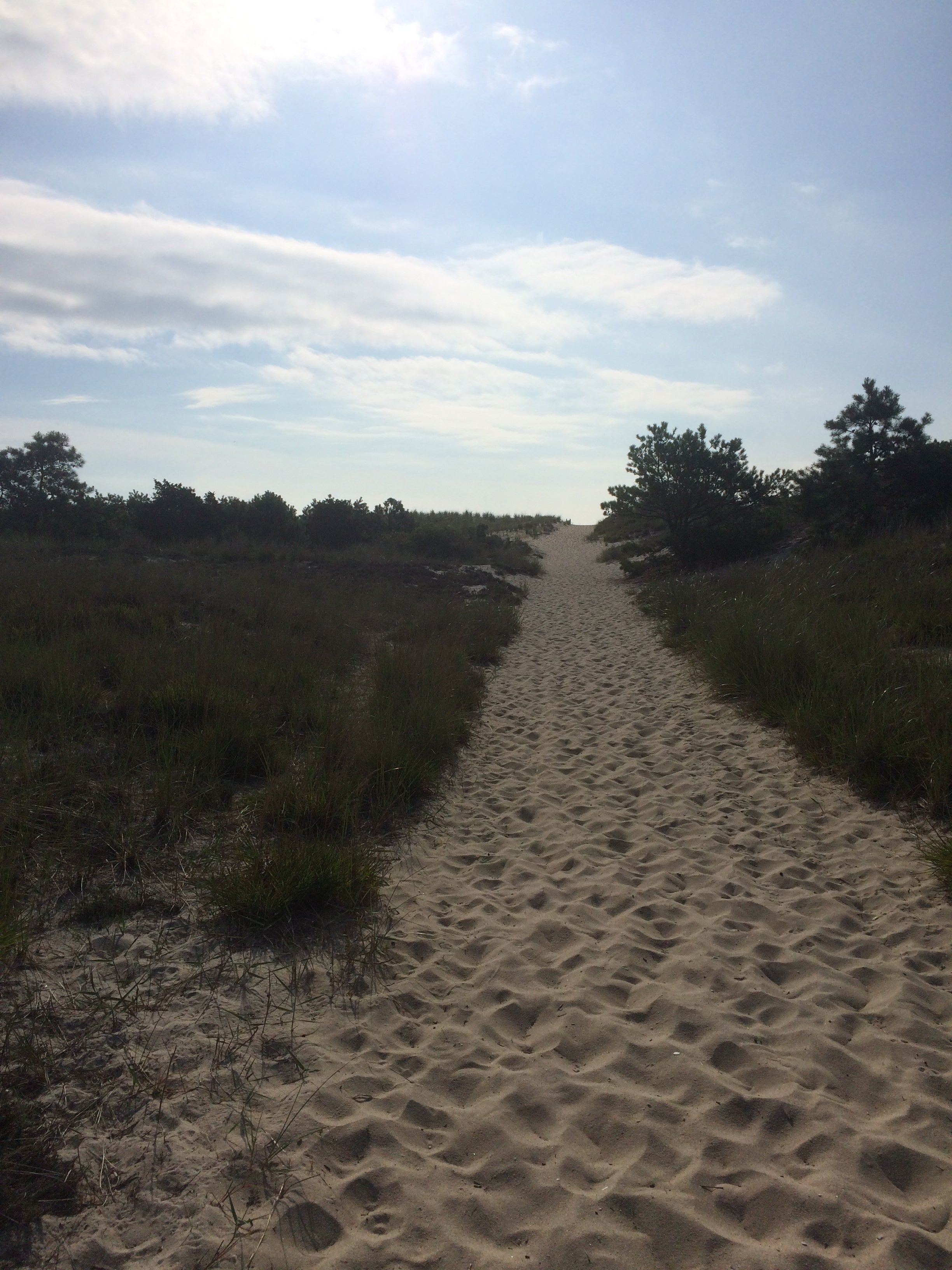 Camper submitted image from Cape Henlopen State Park Campground - 4