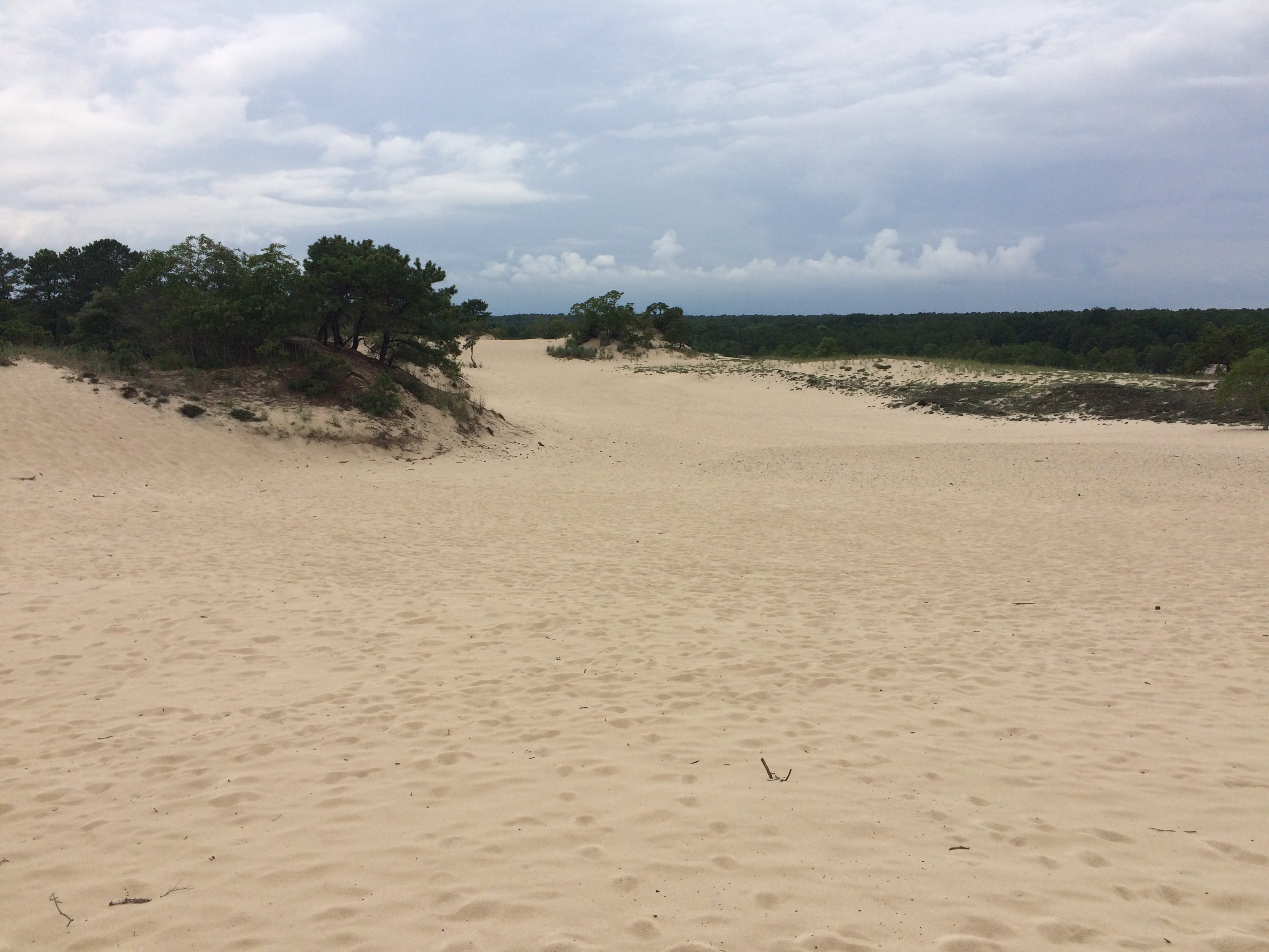 Camper submitted image from Cape Henlopen State Park Campground - 2