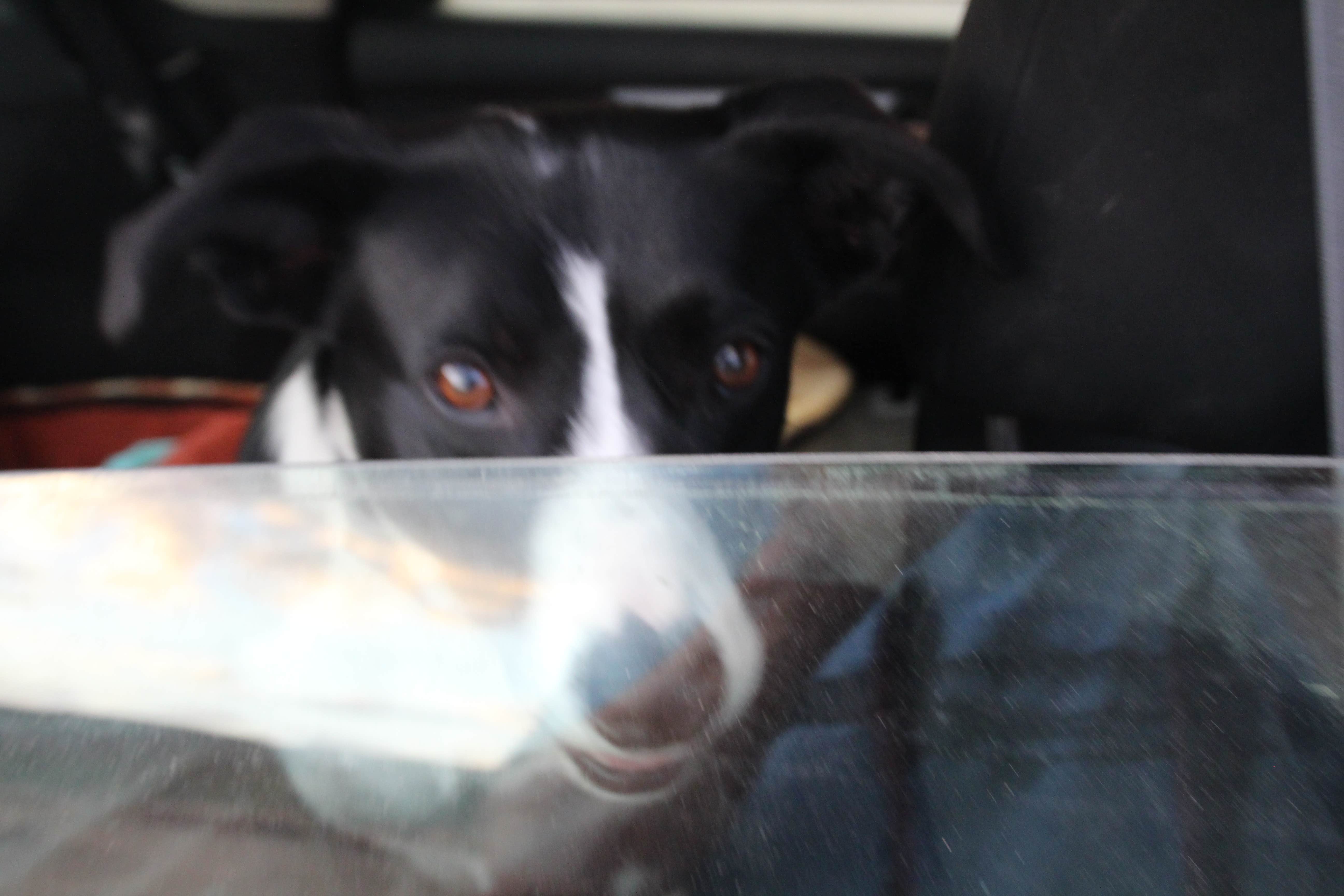 Austin M.'s photo of camping with pets at Nine Mile Hill near Grand Junction, CO