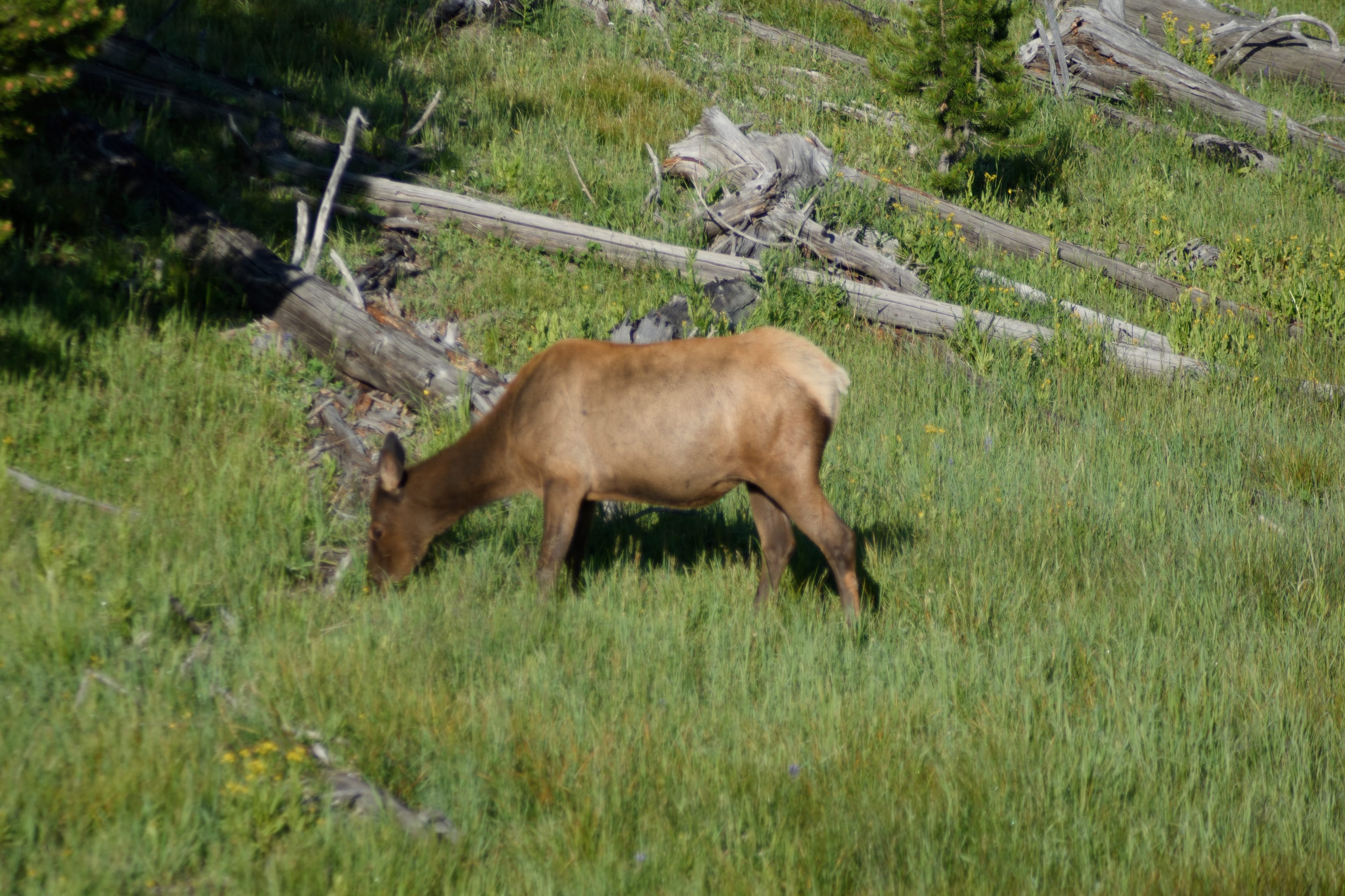 Elk near the campground