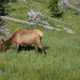 Elk near the campground