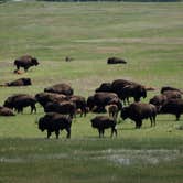 Review photo of Blue Bell Campground — Custer State Park by Tara S., July 31, 2019