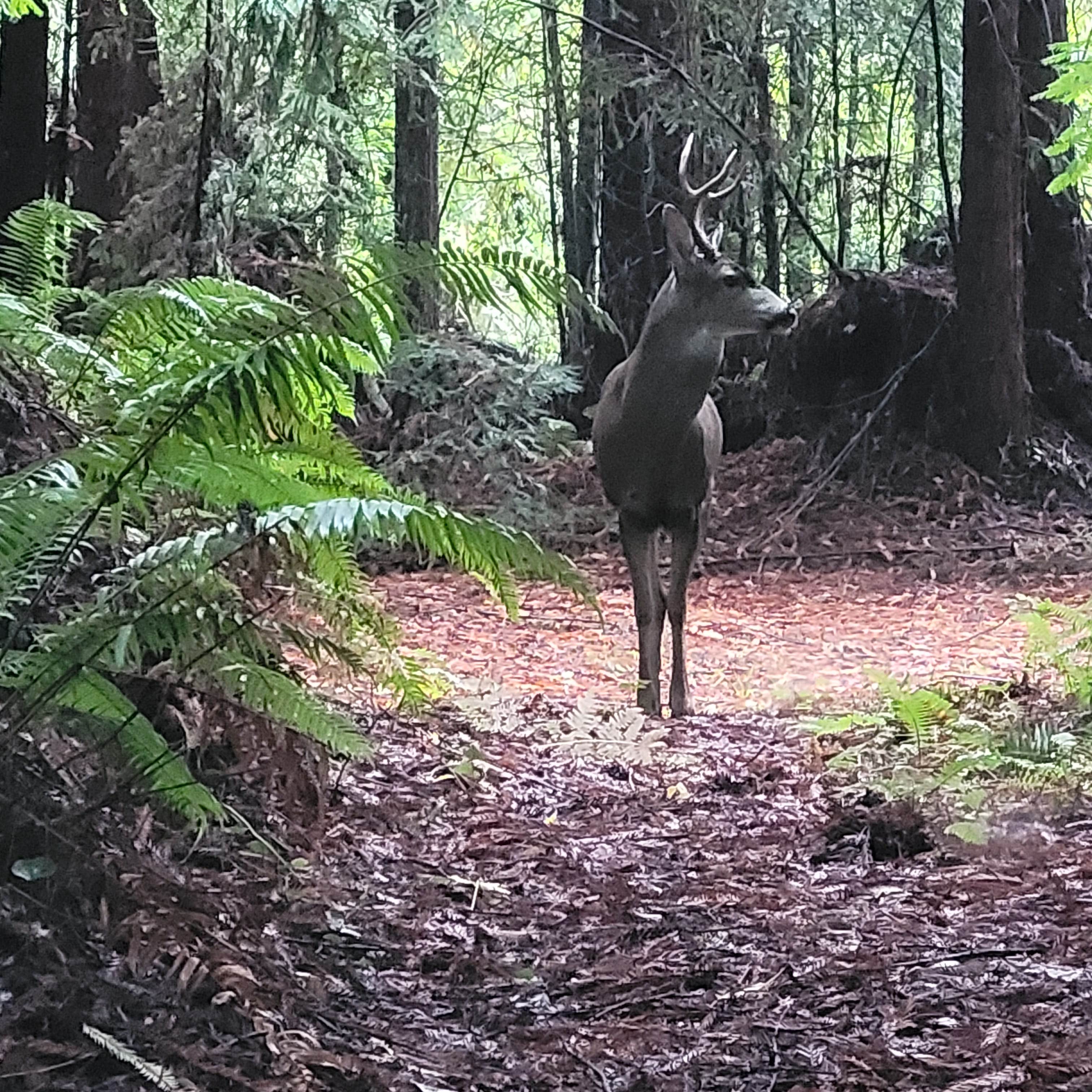Camper submitted image from Forest Farm Conservancy - 2