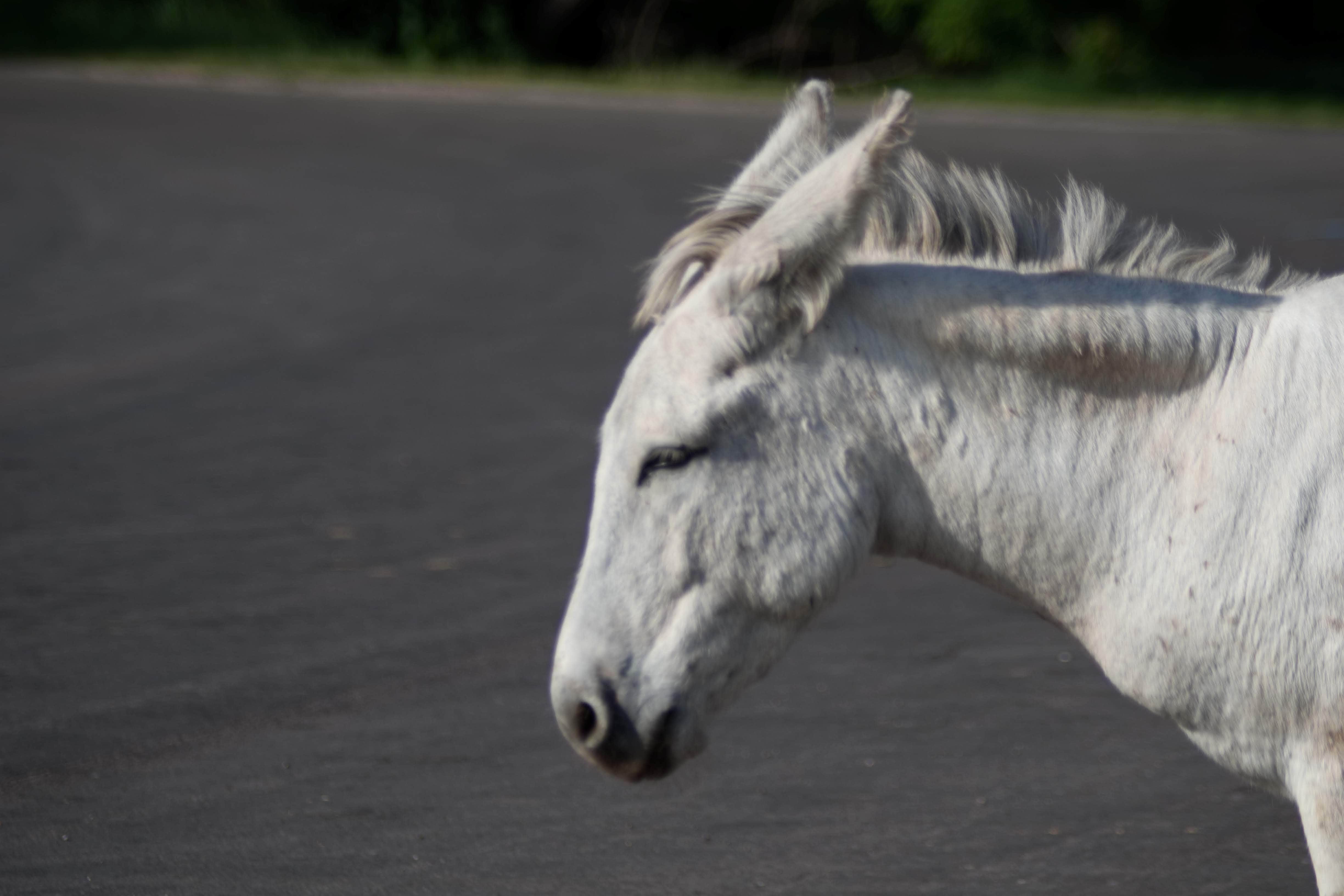 Tara S.'s photo of camping with a horse at Blue Bell Campground — Custer State Park near Lead, SD