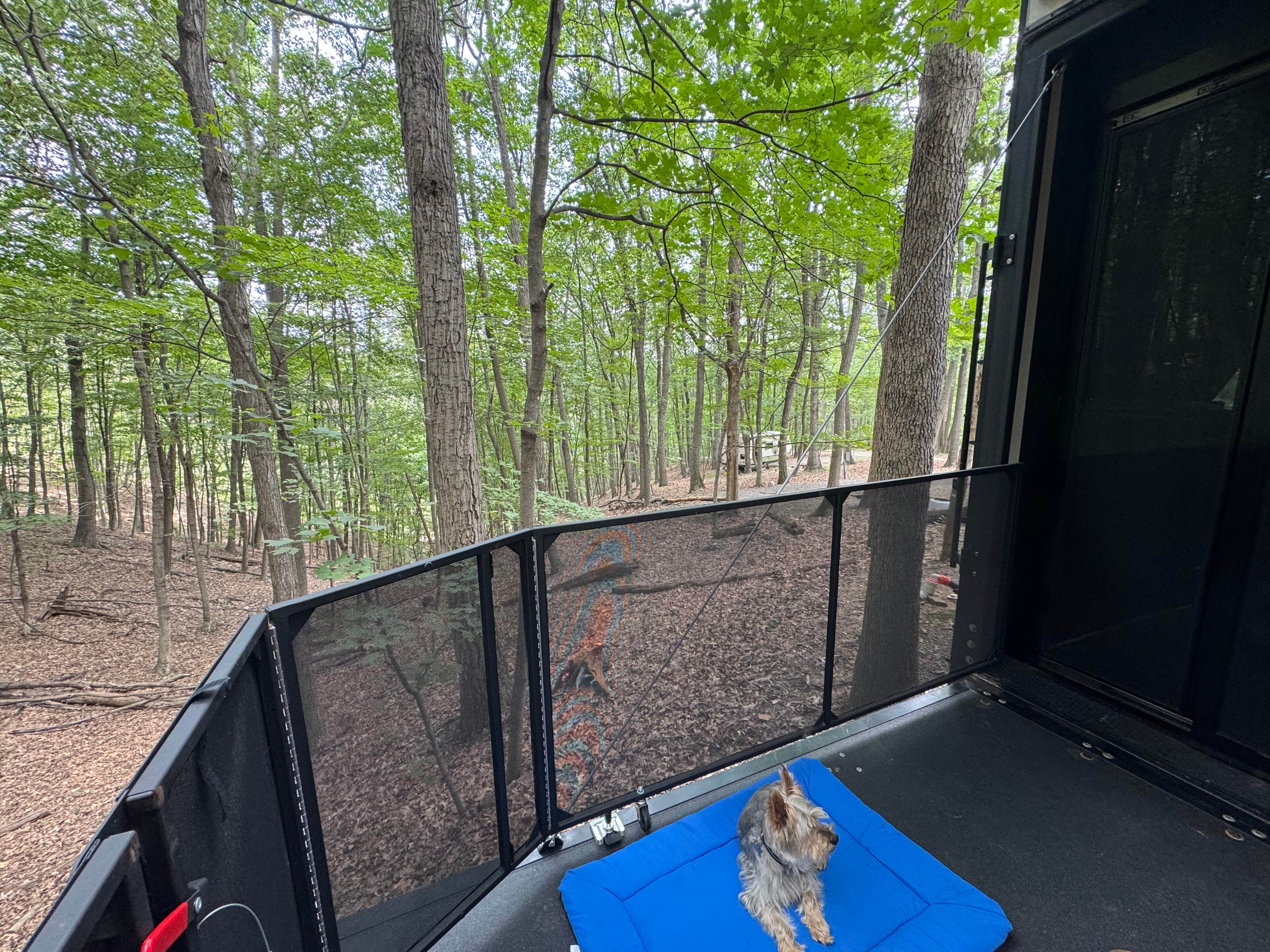 Stephen H.'s photo of camping with pets at Middle Ridge Campground near Jennings Randolph Lake