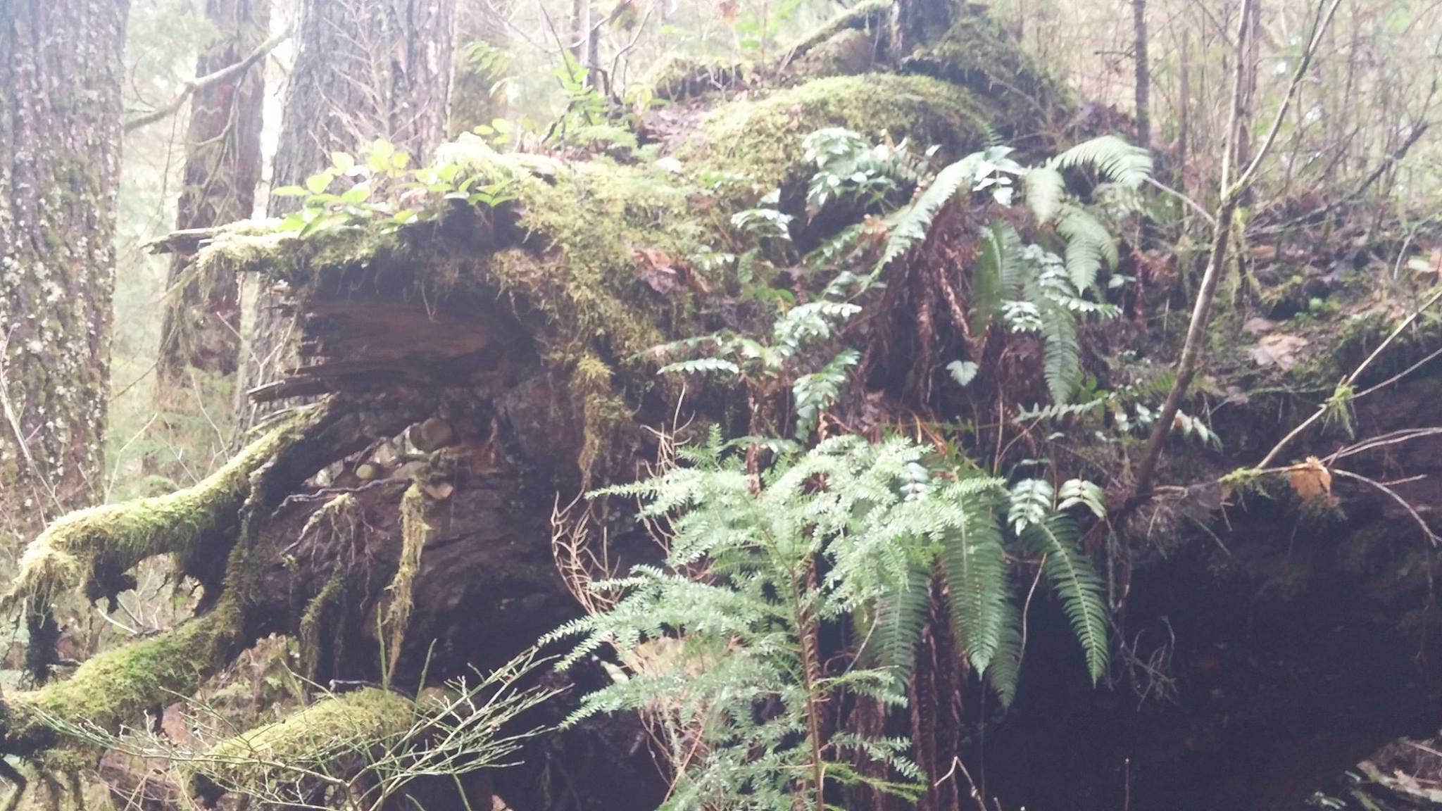 Heart O' the Hills Campground — Olympic National Park