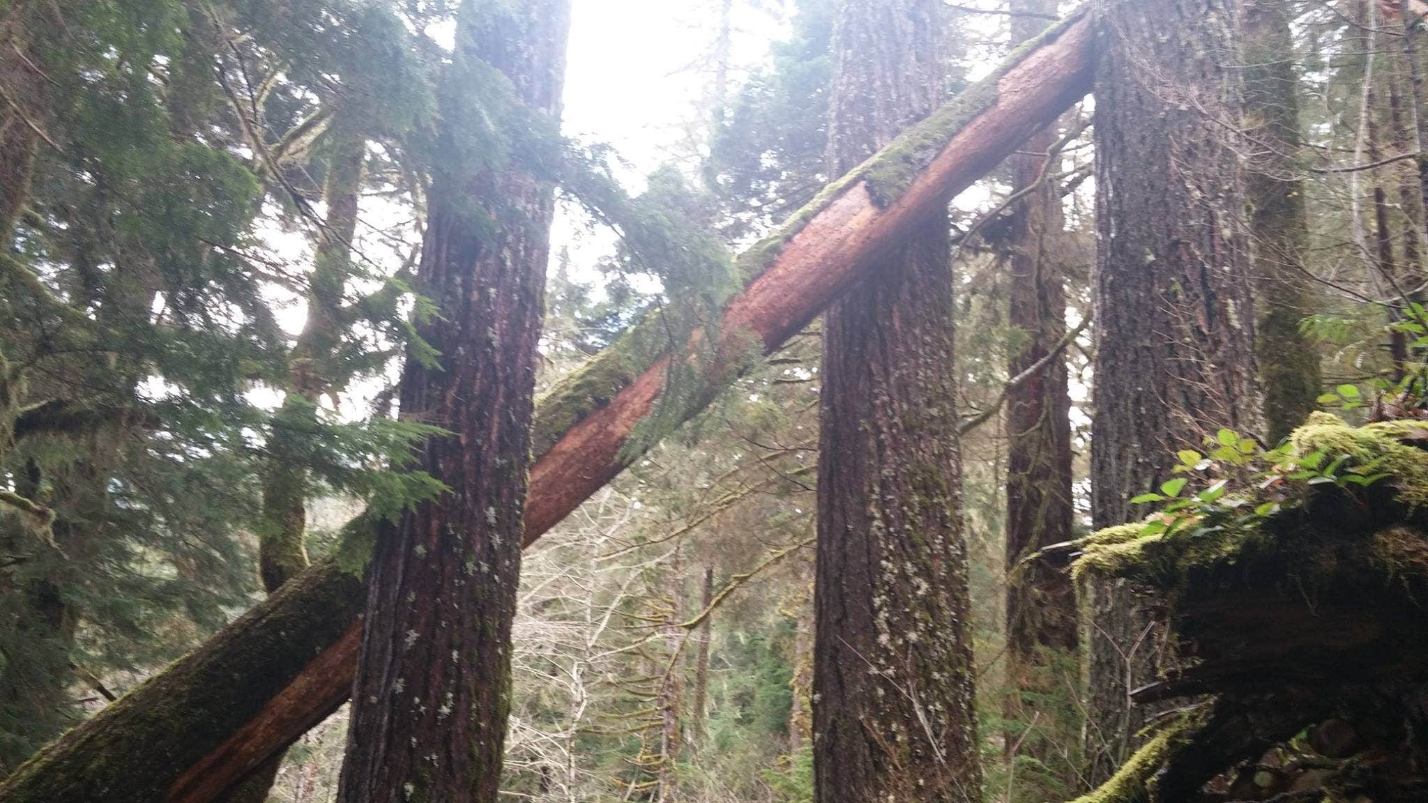 Camper-submitted photo at Heart O' the Hills Campground — Olympic National Park near Sequim, WA
