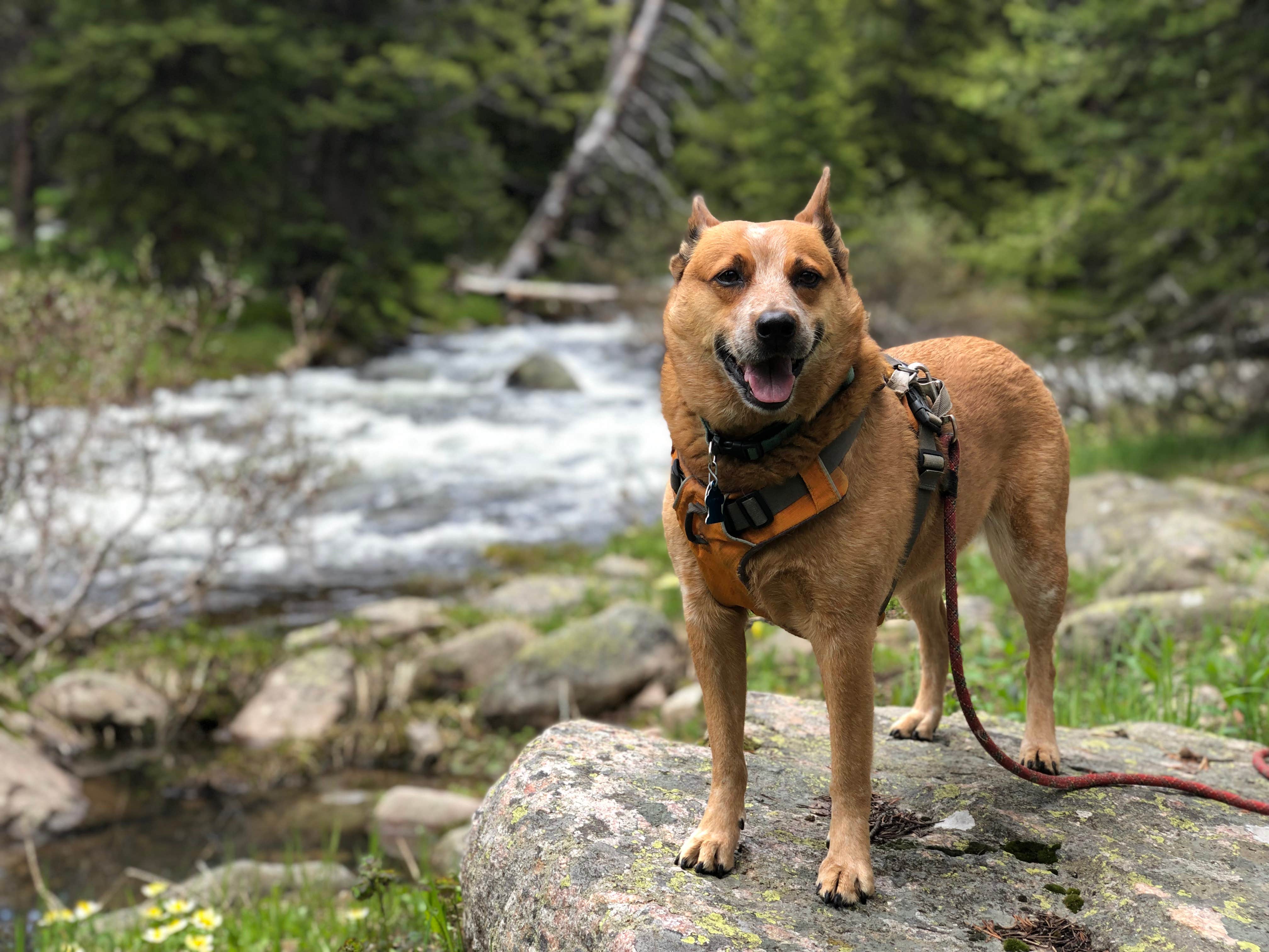 Camper-submitted photo at Beartooth Lake near Frannie, WY