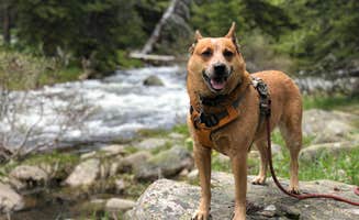 Art S.'s photo of camping with pets at Beartooth Lake near Frannie, WY