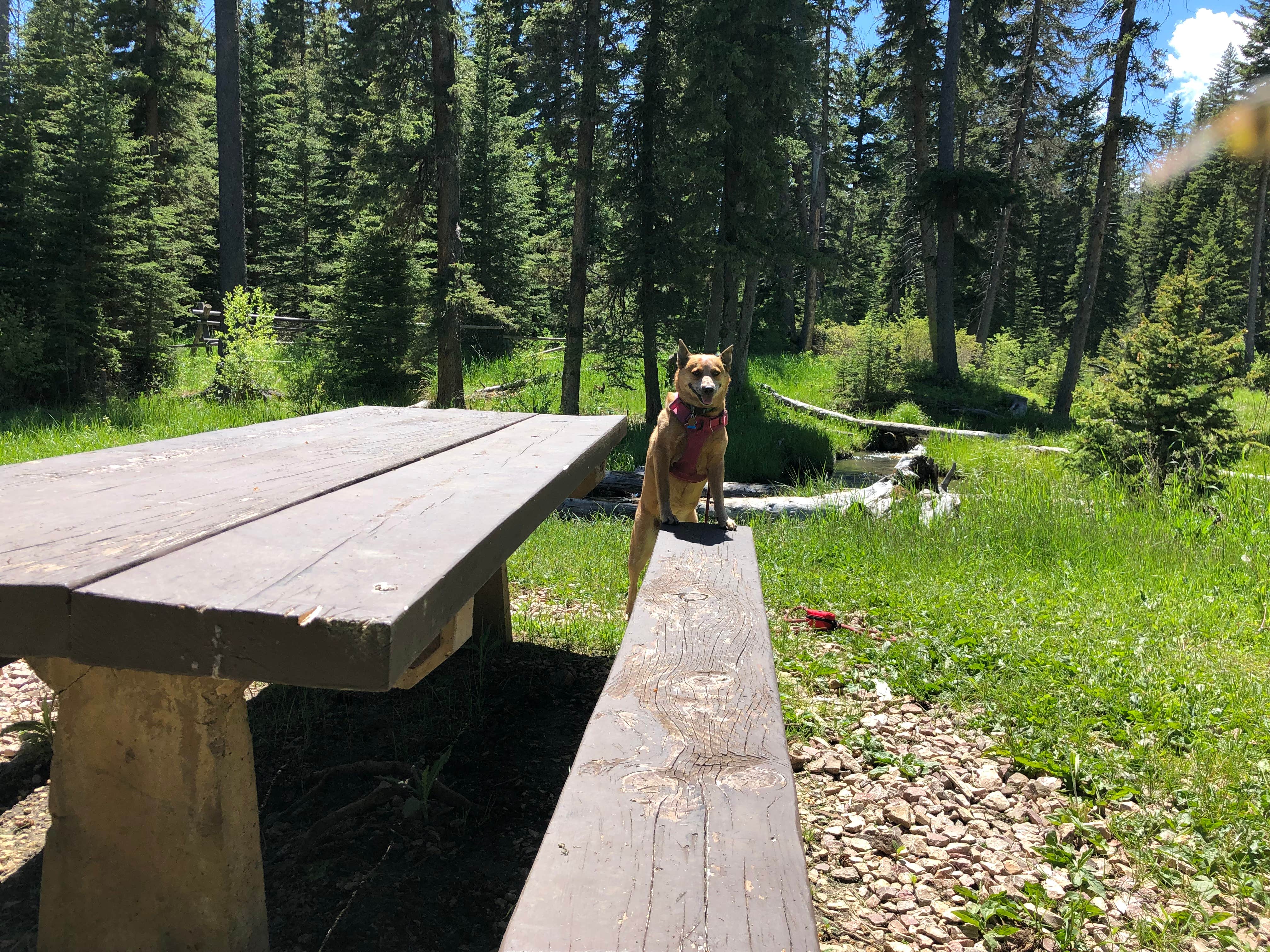 Camper-submitted photo at Black Fox Campground near Lead, SD