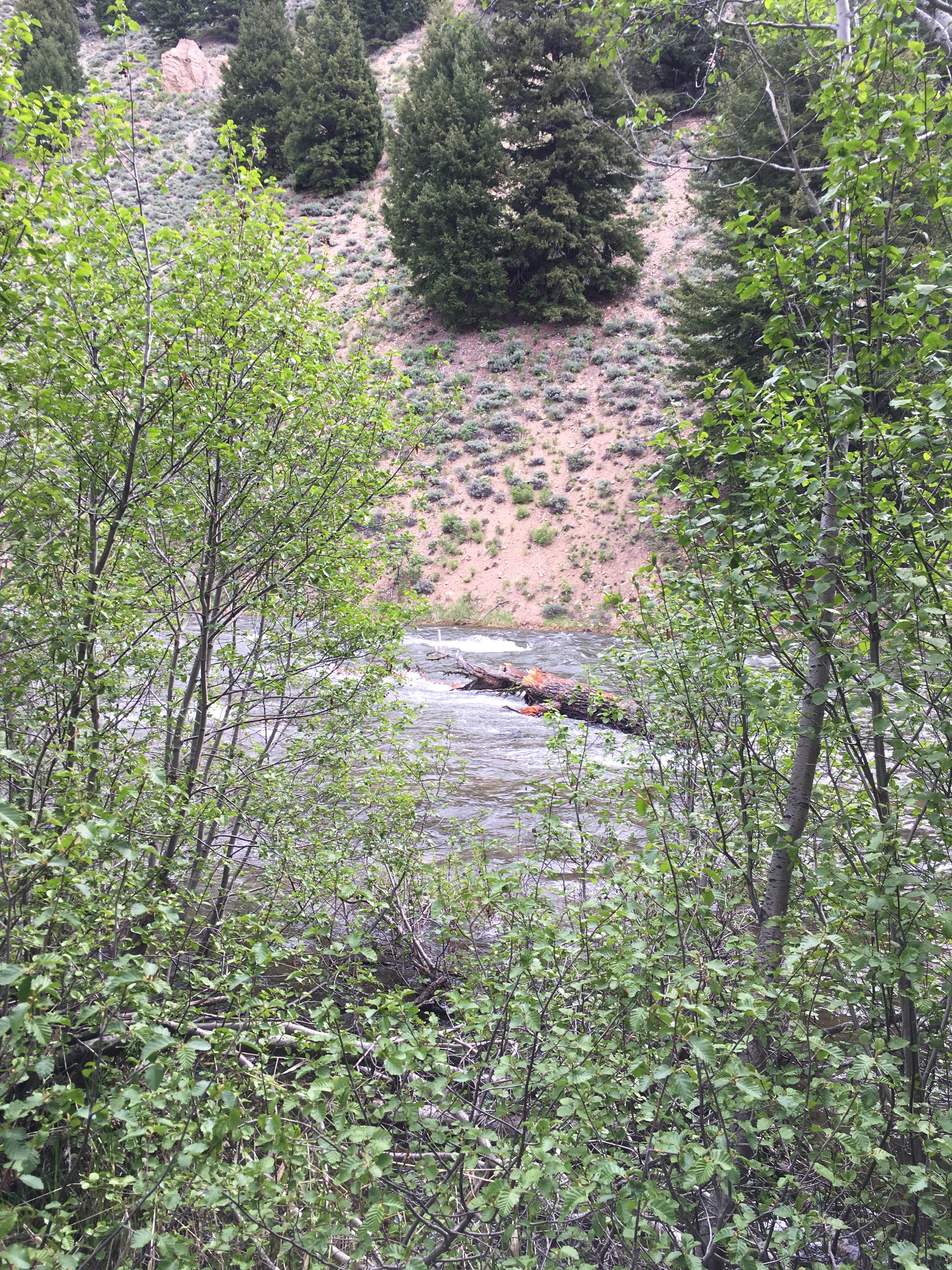 Camper submitted image from Sunny Gulch Campground - 2