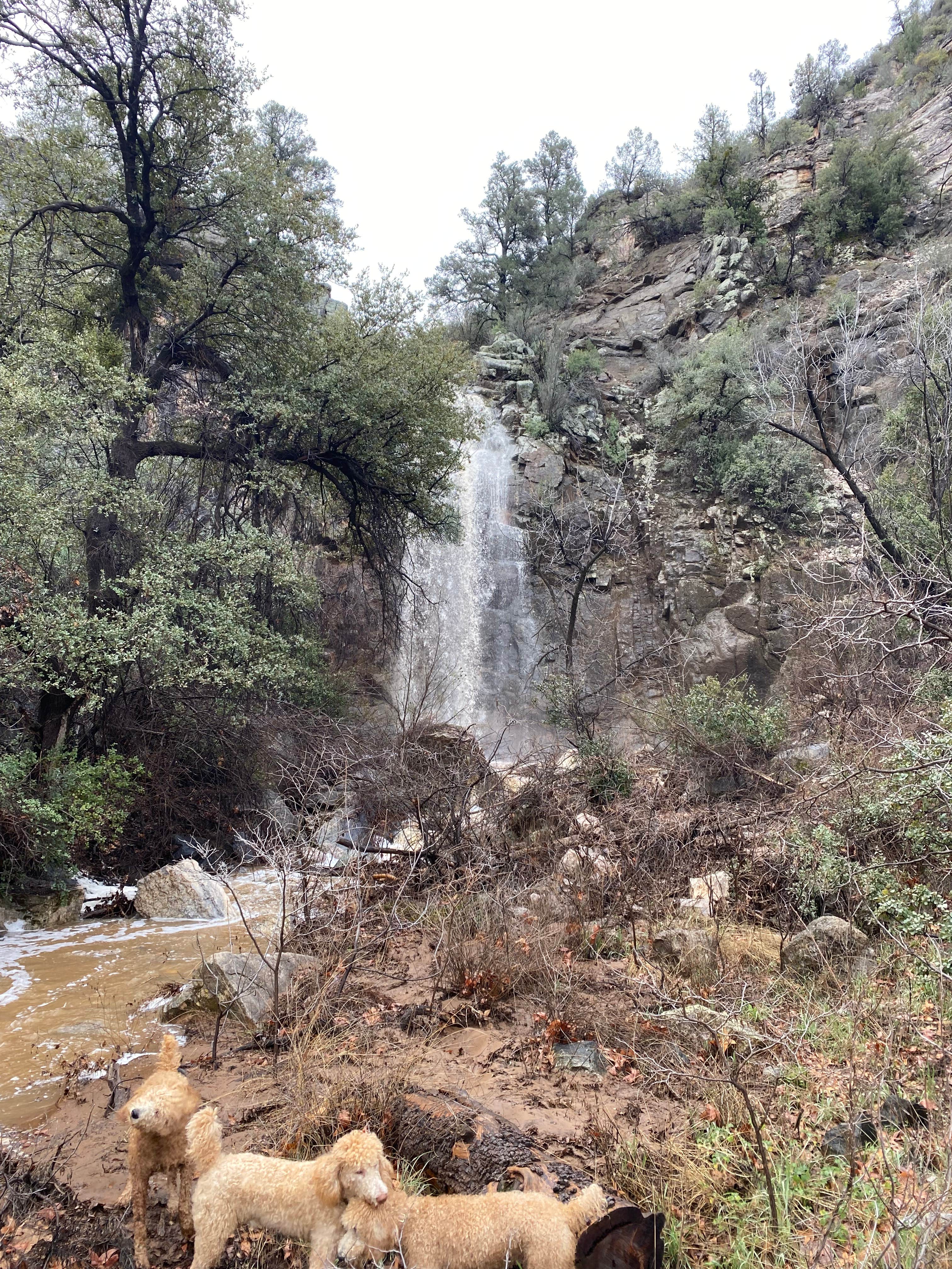 Andrew's photo of camping with pets at Ash Creek Canyon near Pinetop-Lakeside, AZ