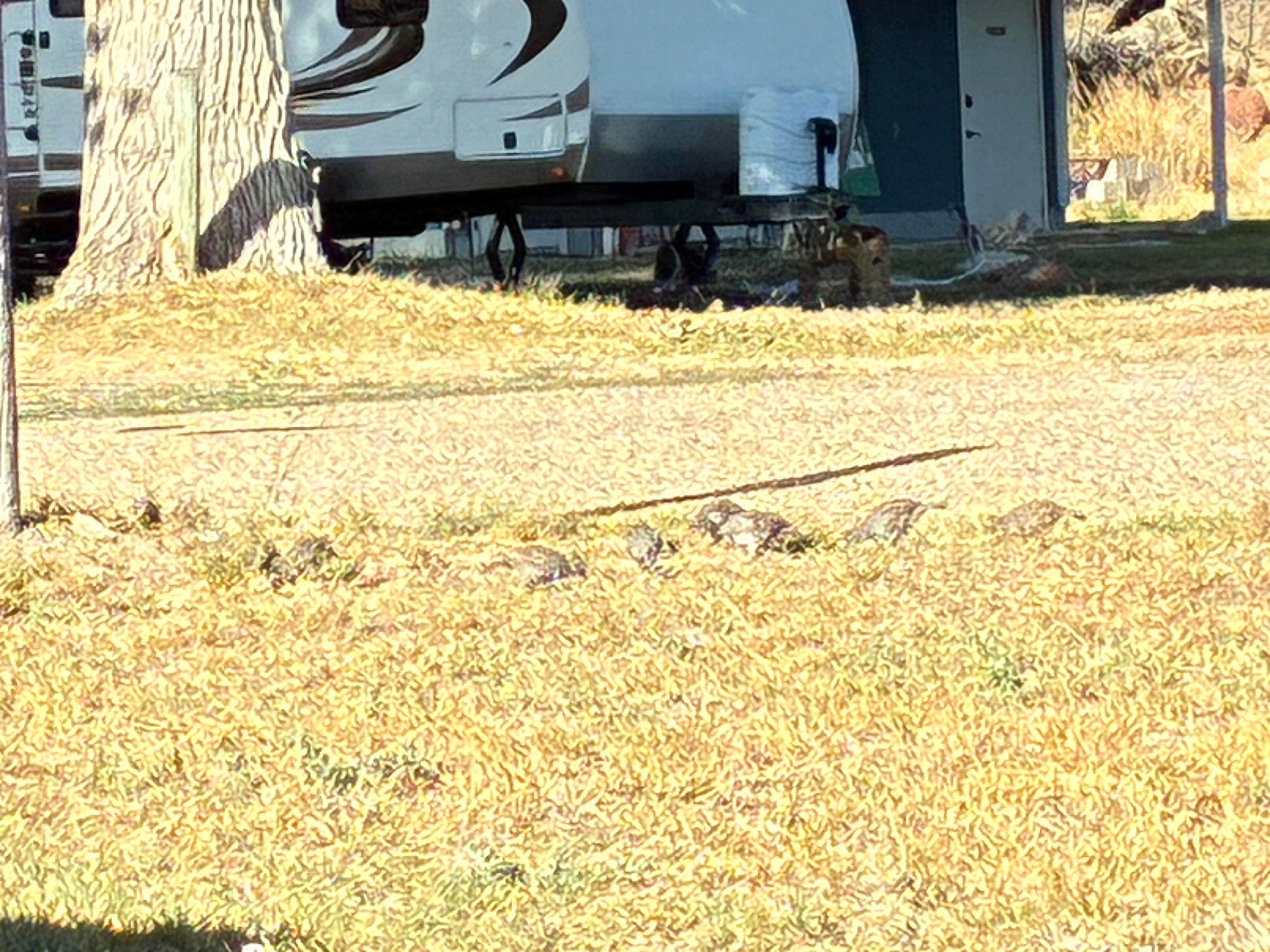 Greg K.'s photo of rv camping at Sunny Ridge RV Park near Murphy, ID
